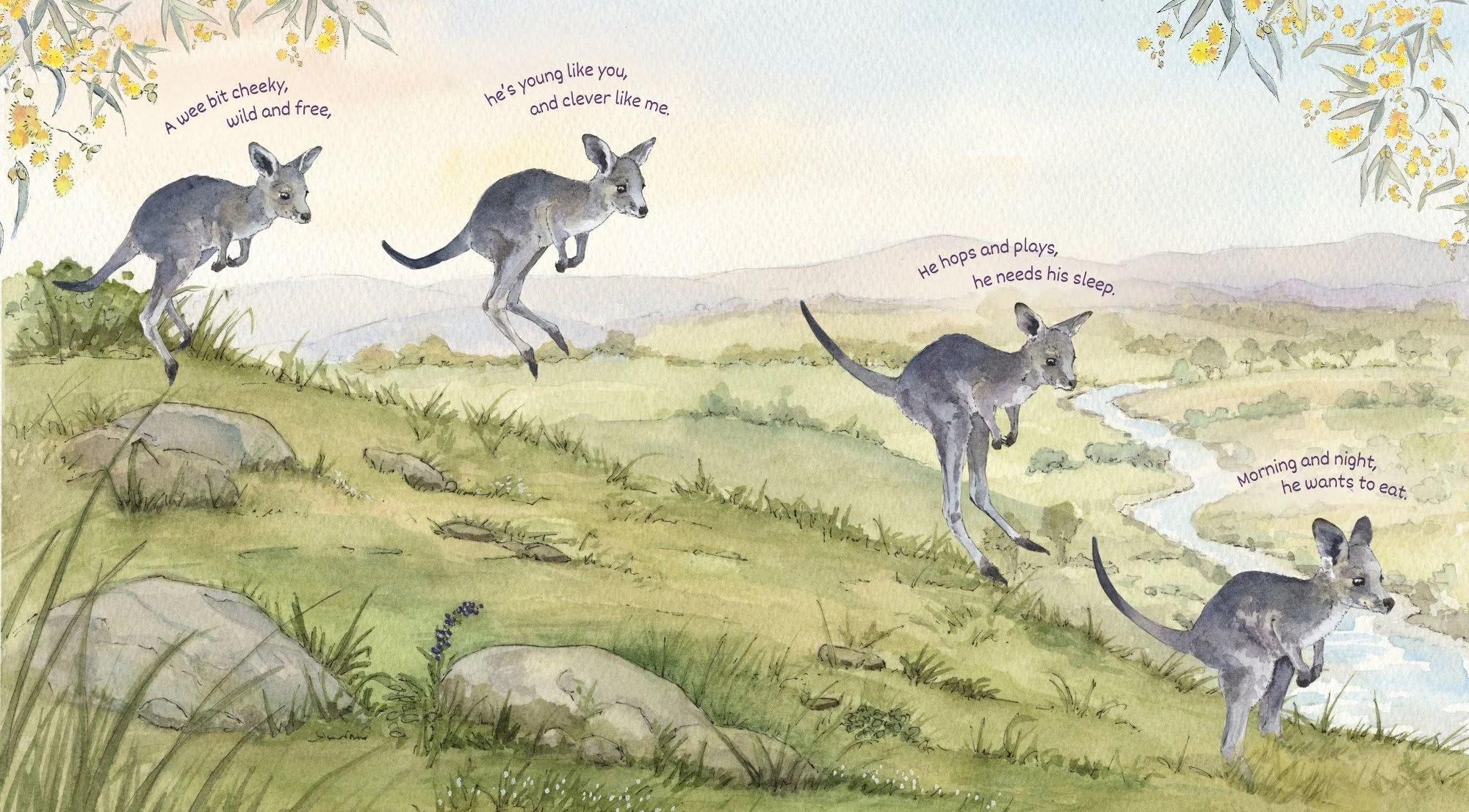 Kangaroos Love To Play!