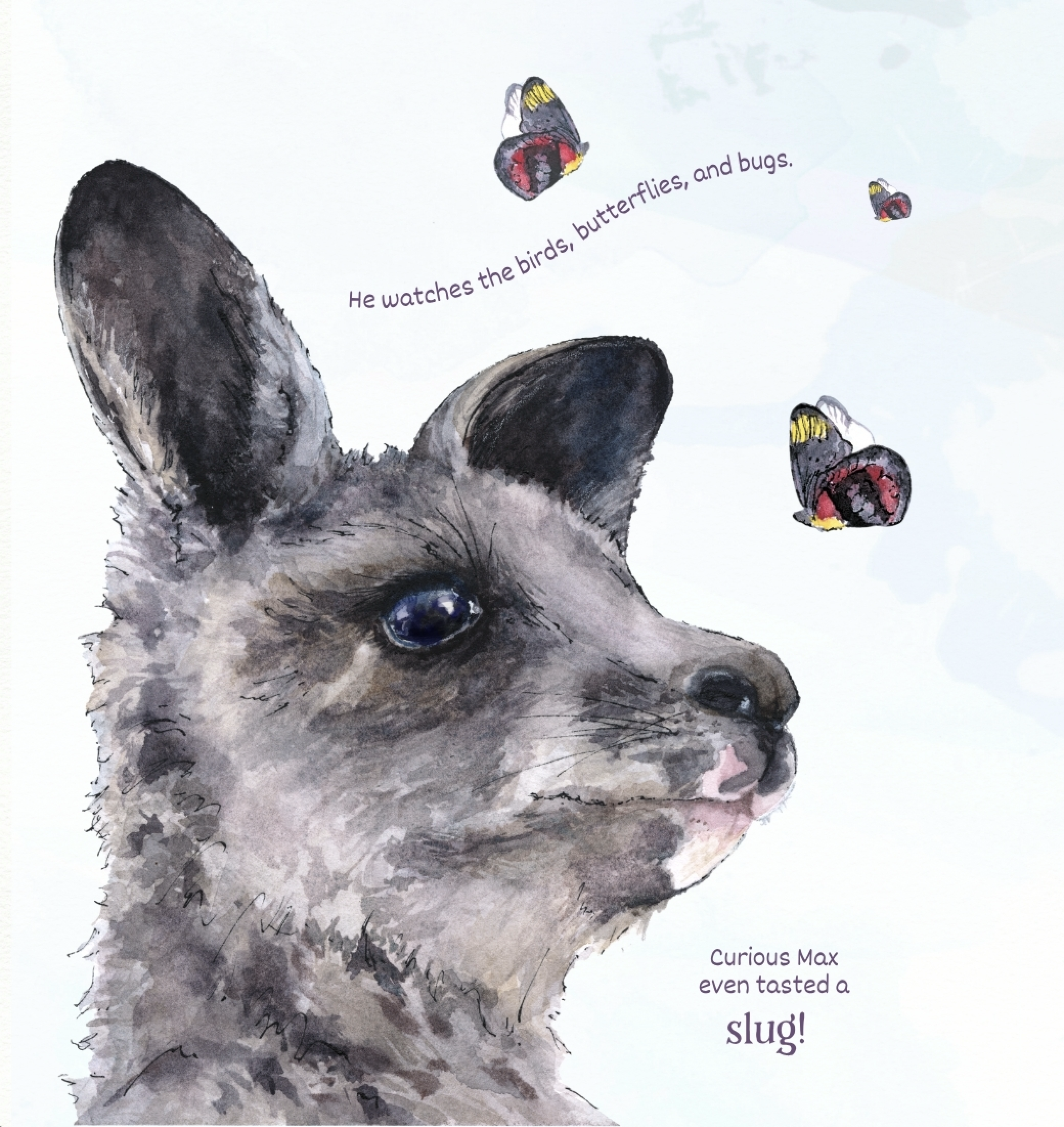 Kangaroos Are Curious!