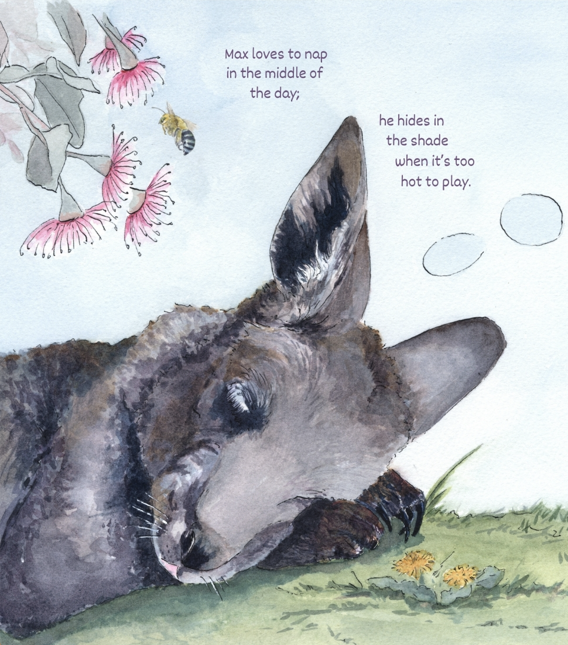 Kangaroos Love Naps!