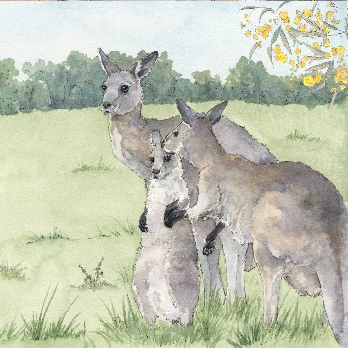 Kangaroos Want A Life Too!