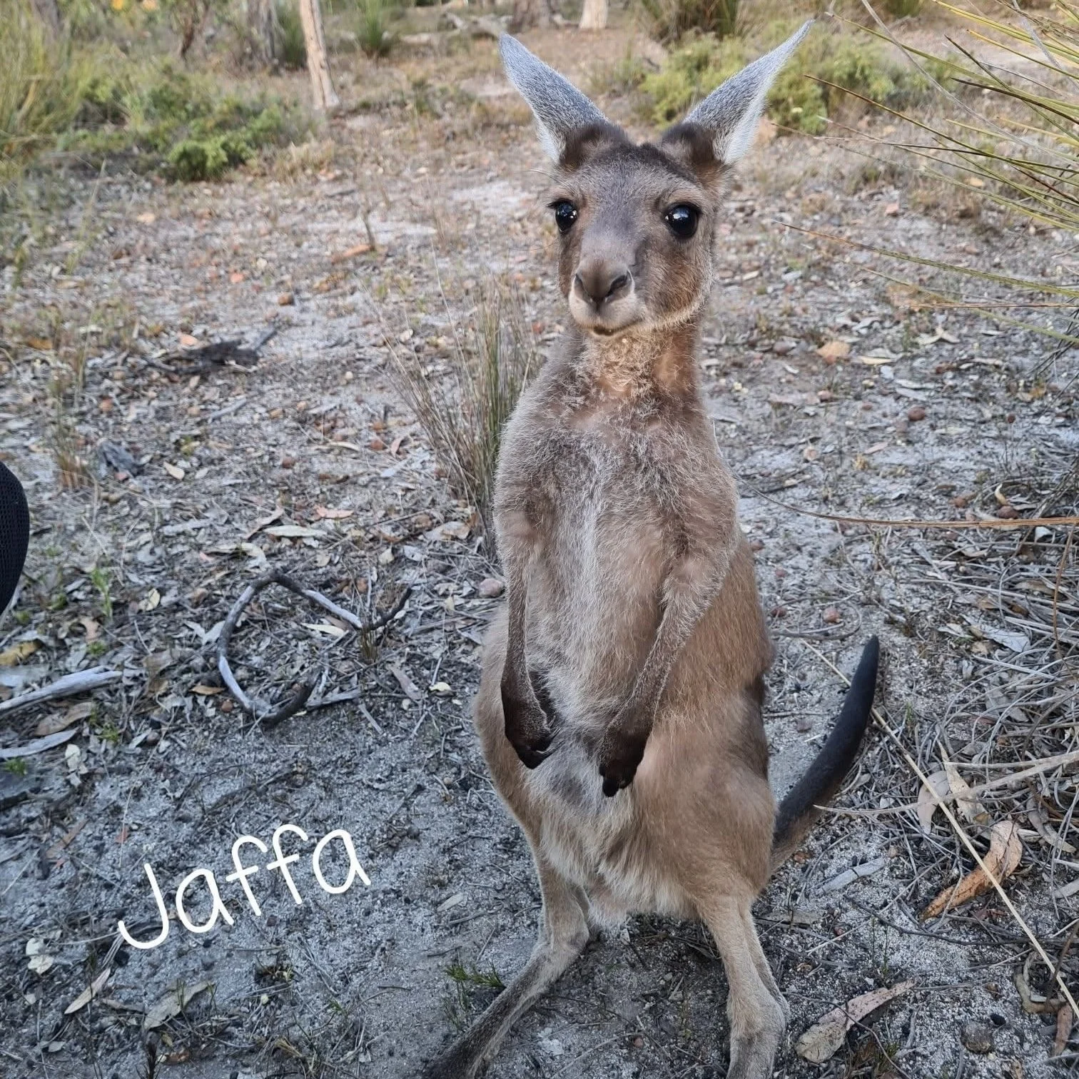 Jaffa Roo