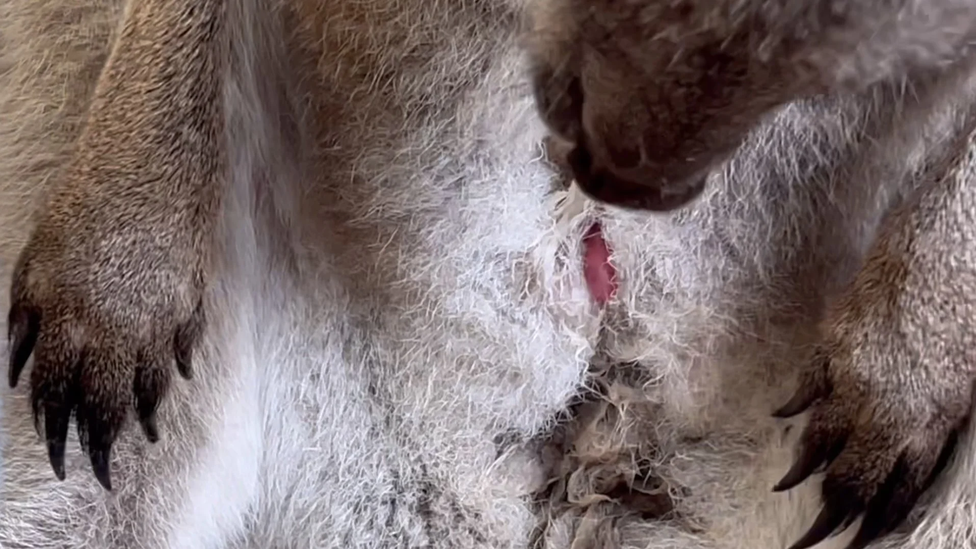 See the birth of a joey.