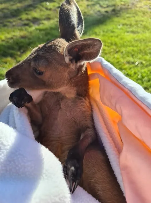 When Jaffa Came to Live With Us