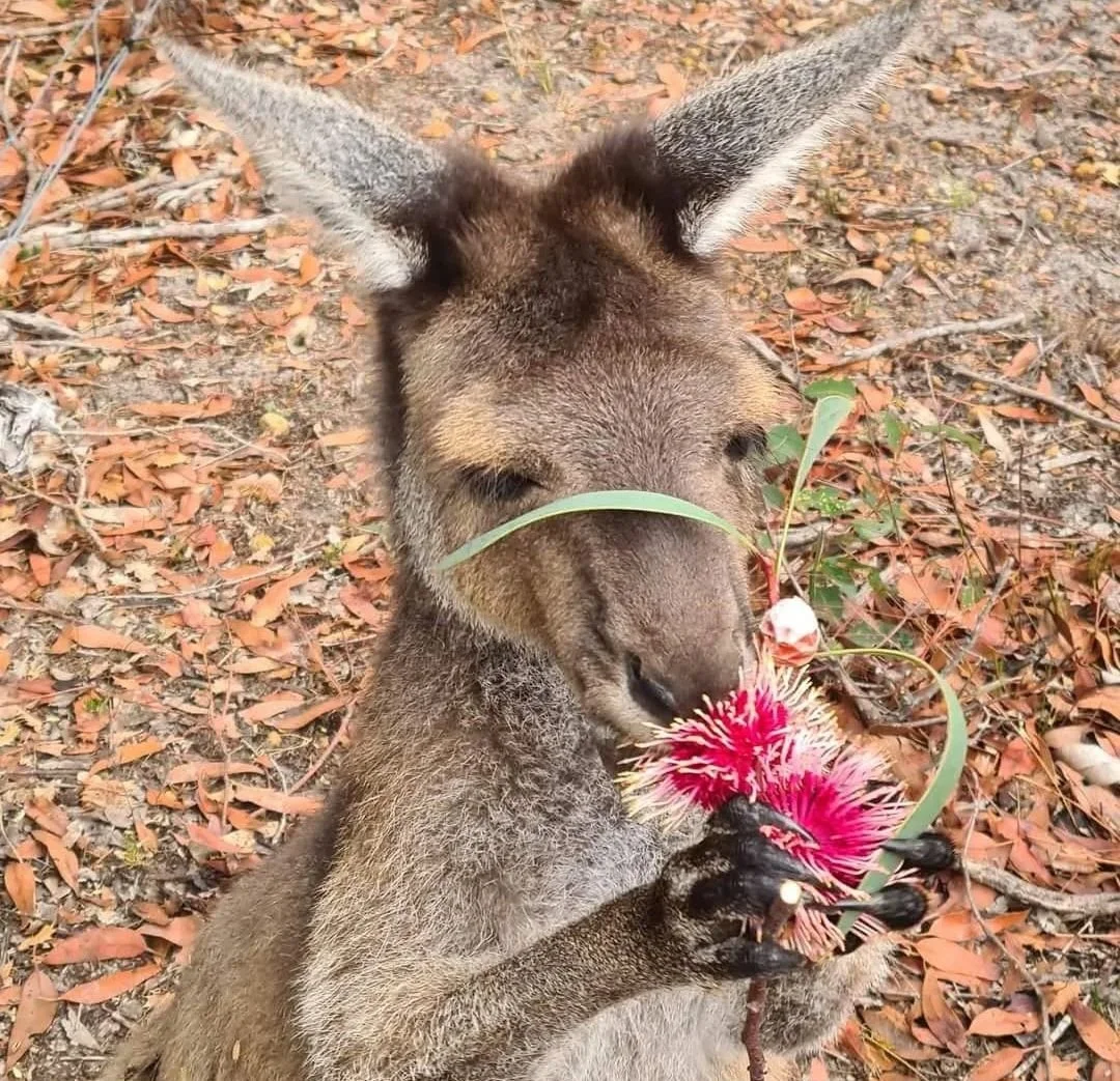 What Do Kangaroo Joeys Eat?
