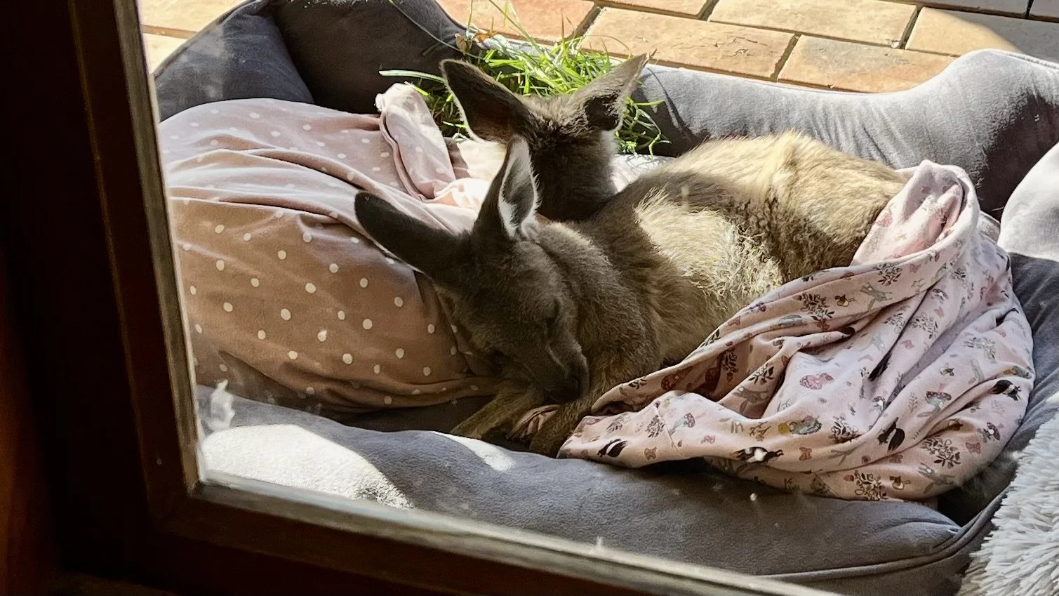 Naptime 03.jpeg