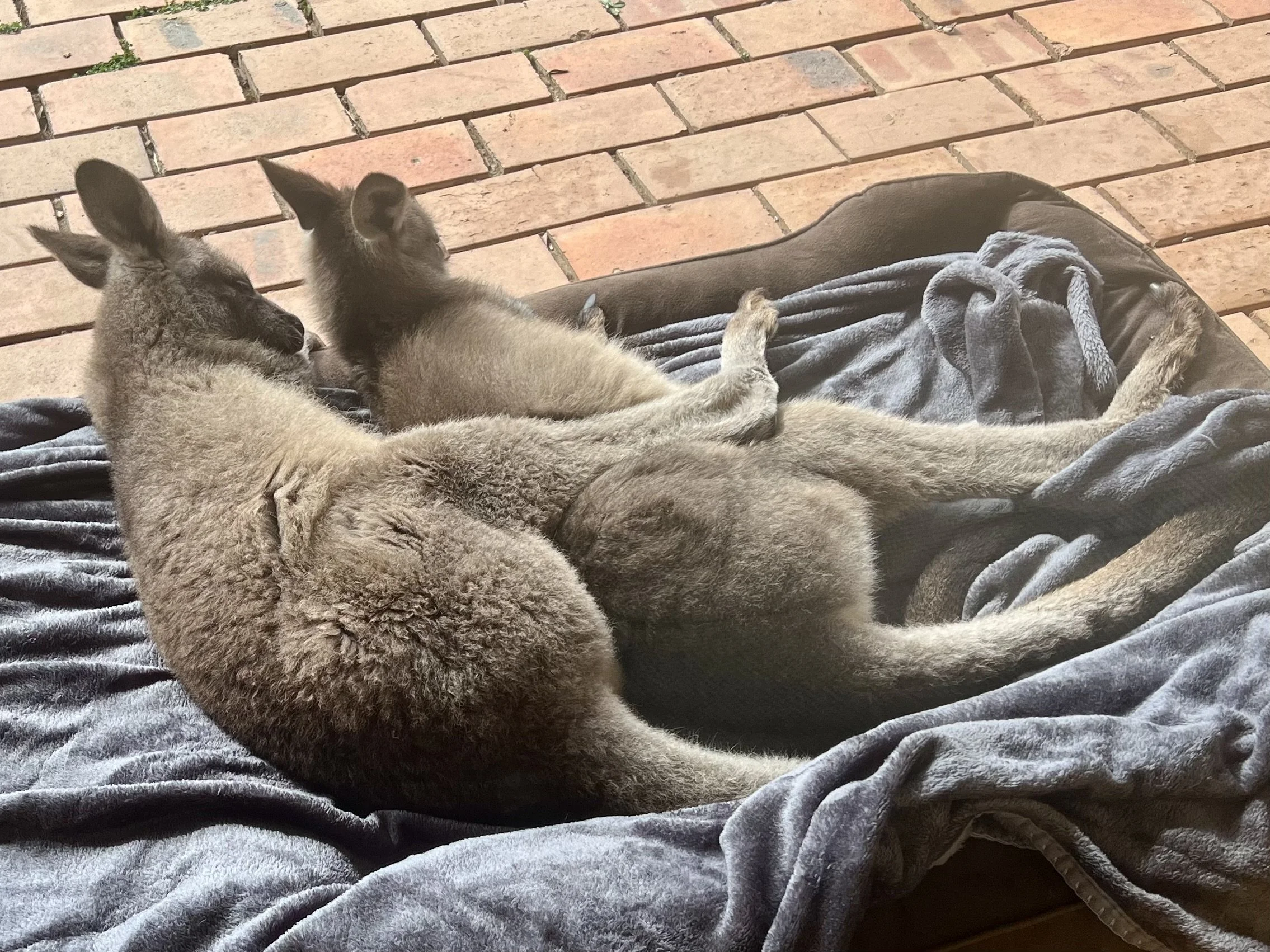 Max&Indie Nap13months.jpeg