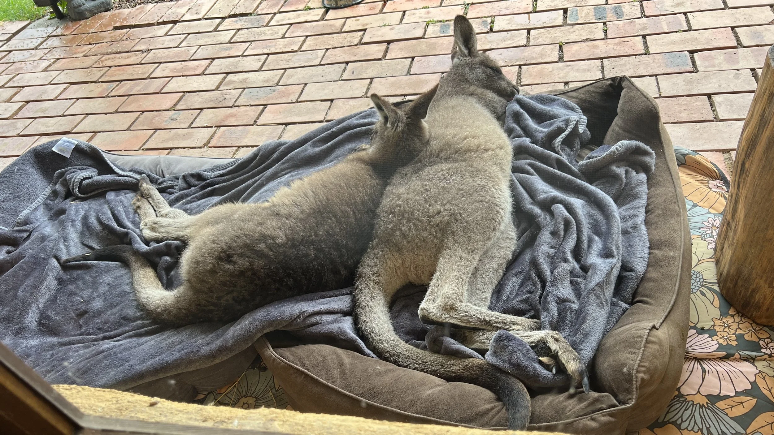 napping.jpeg