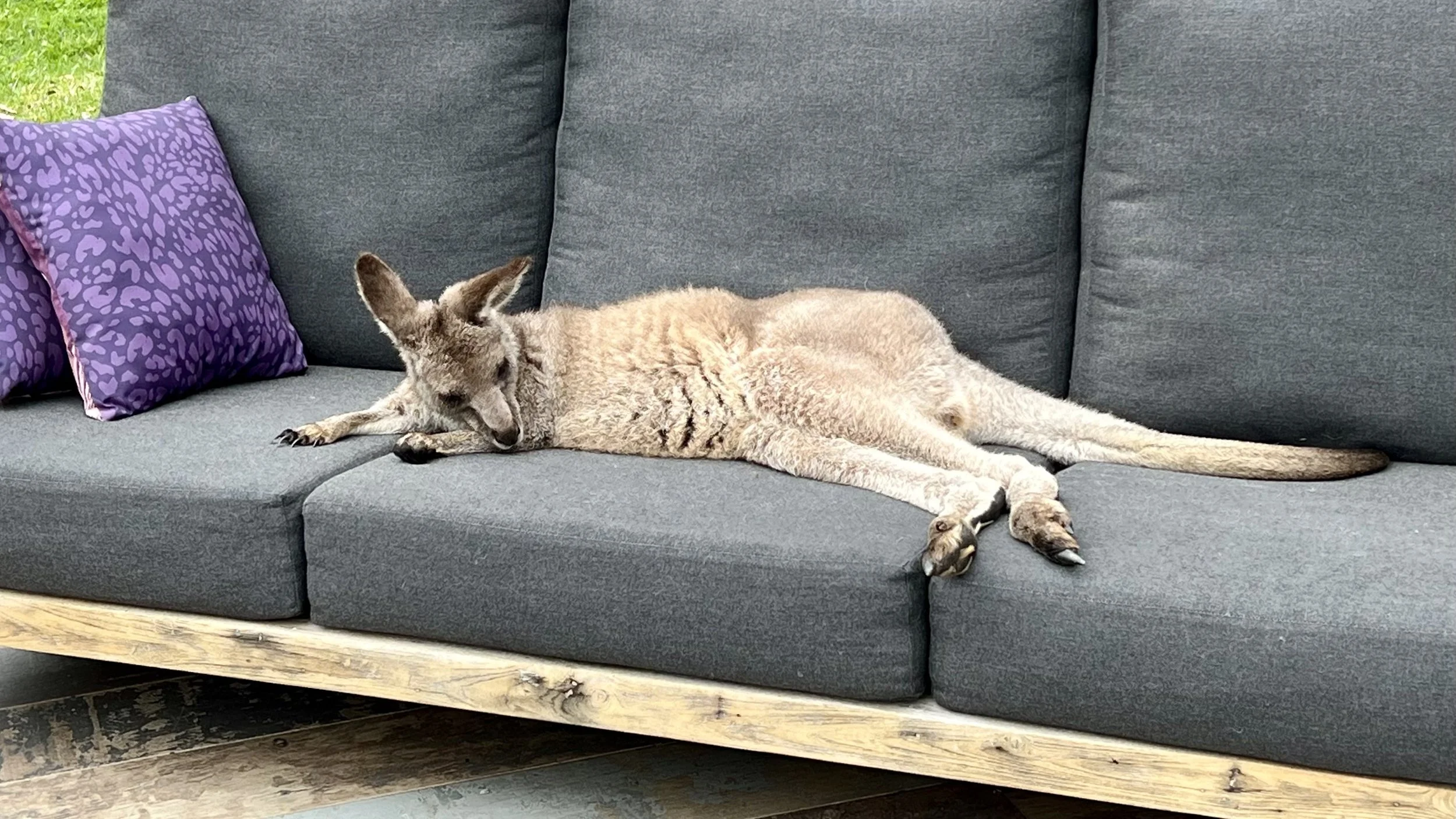 Couch 16mo.jpeg