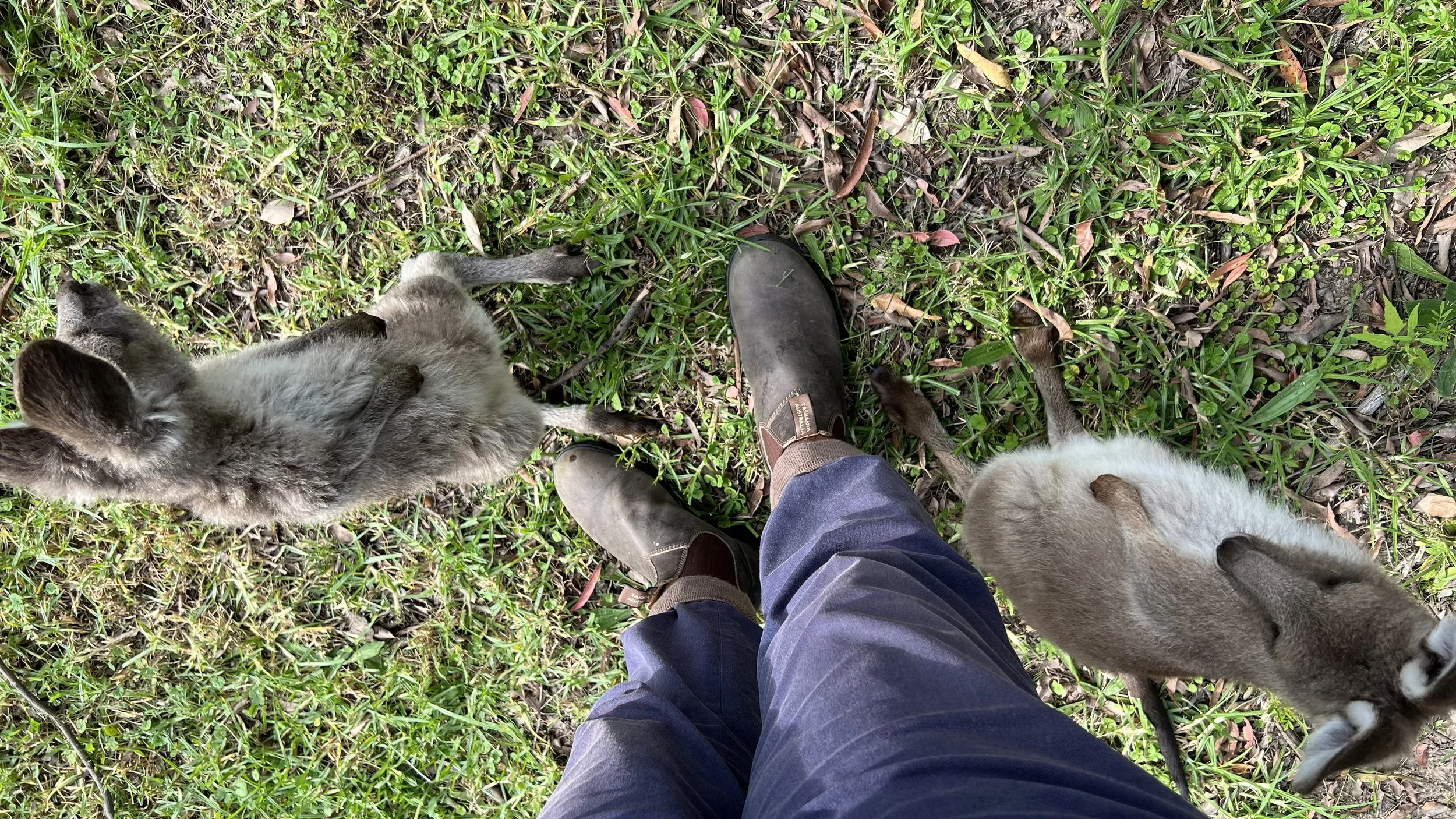 Joeys at my feet.jpeg