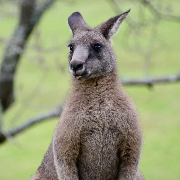 Maxie Roo Grown Up.jpg
