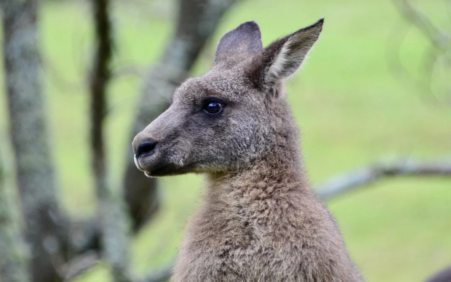Maxie Roo Grown Up 3.jpg