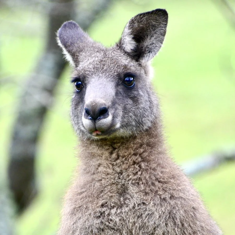 Maxie Roo Grown Up4.jpg