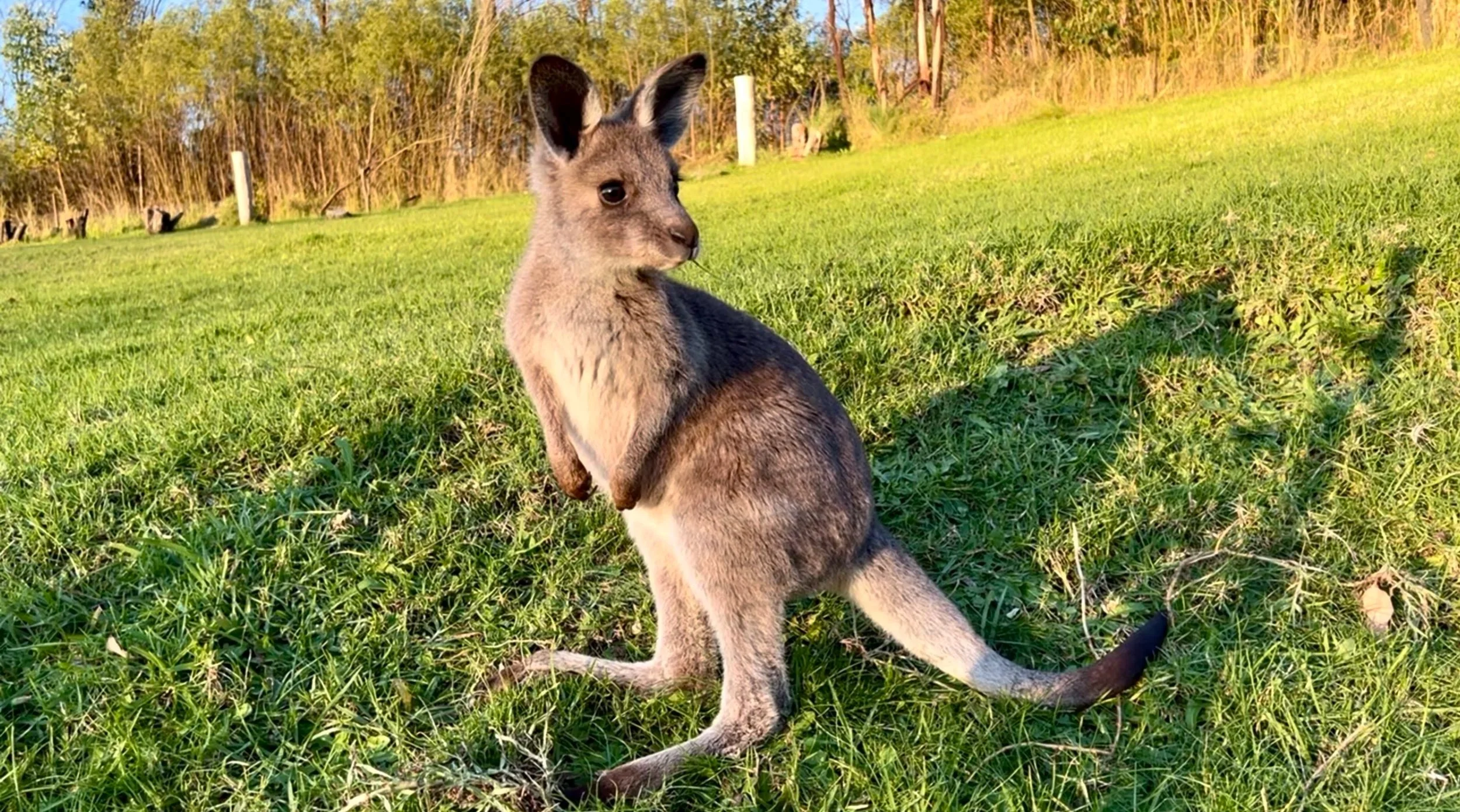 Maxie Roo at 10 months old at Red Rabbit Farm.
Photo credit: Kelly Ryner