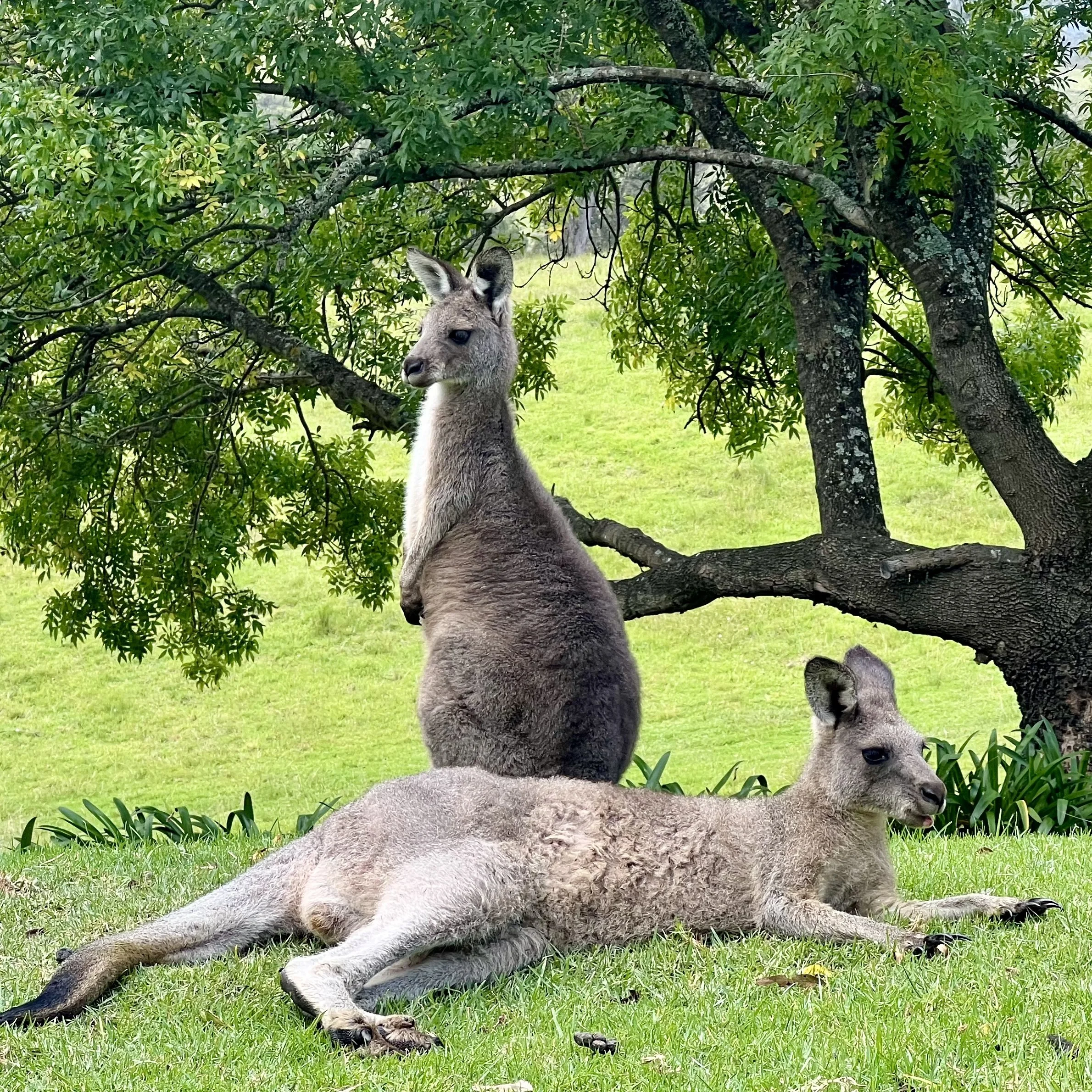 Indie Roo standing watch over Maxie Roo while he lazes about. Photo Credit: Kelly Ryner