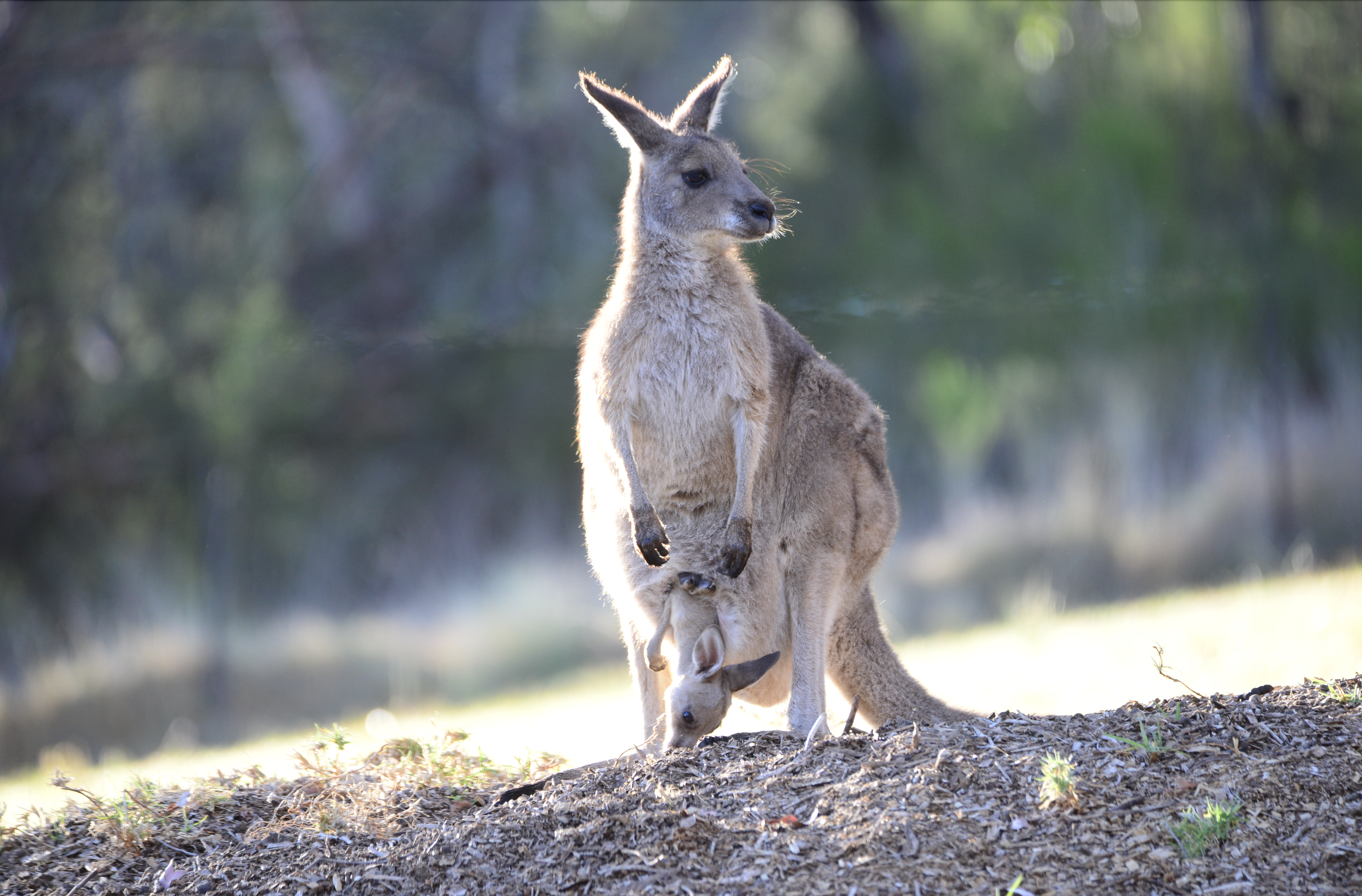 Charlie nibbling fungi and dirt while hanging in mumma Indie Roo's pouch