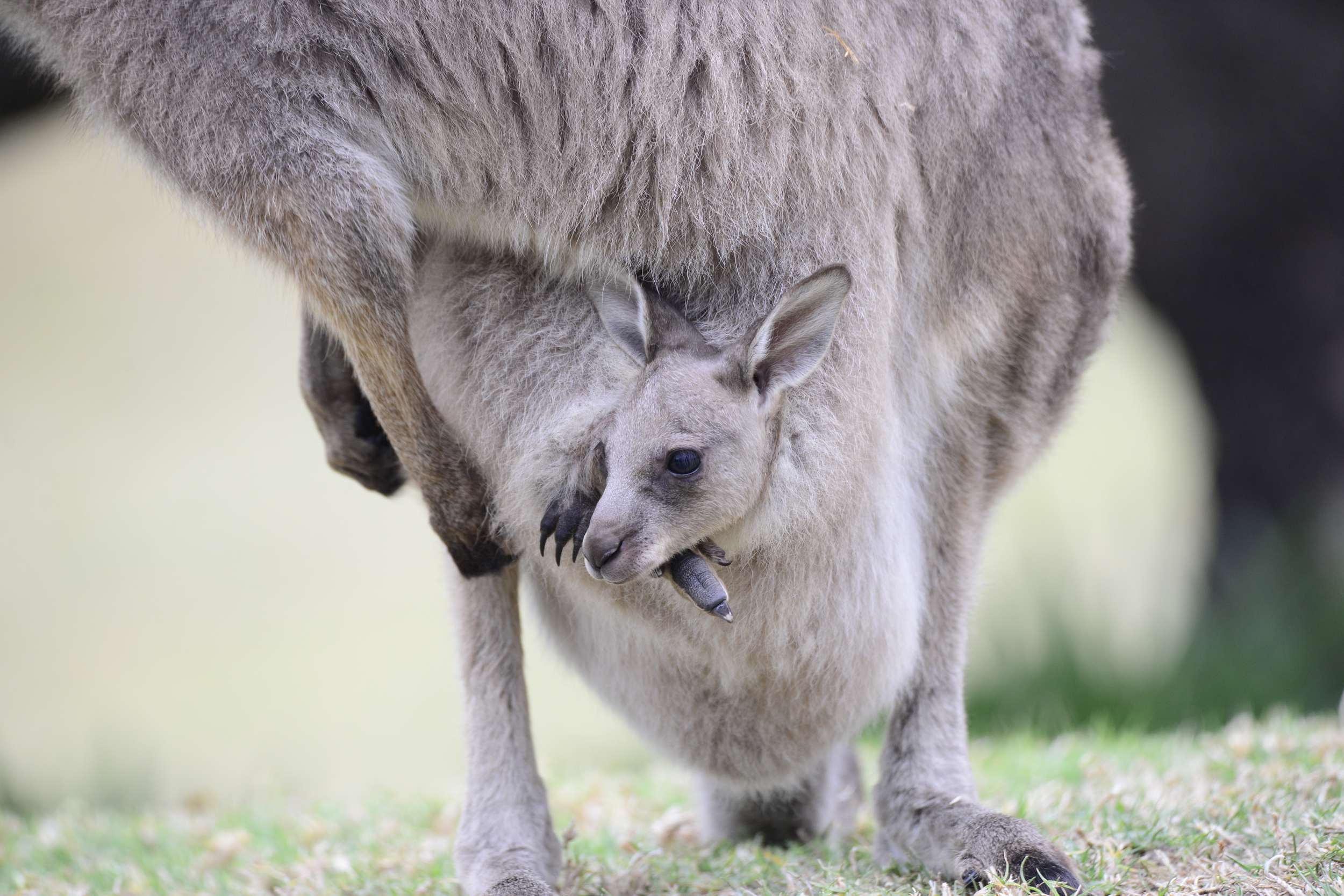 Seven month old Charlie Roo hanging out in his mumma's pouch