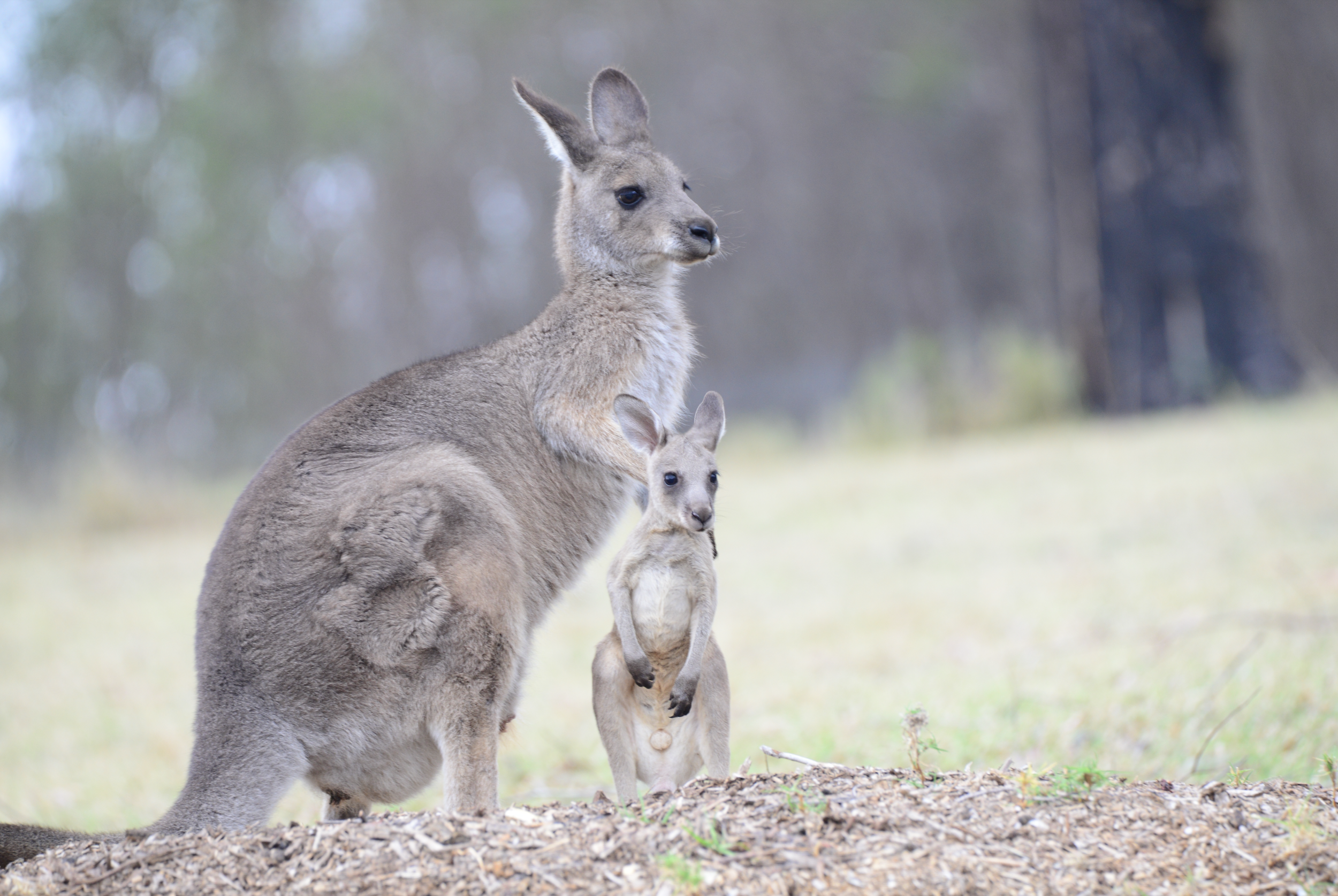 Charlie at 7 months out of the pouch