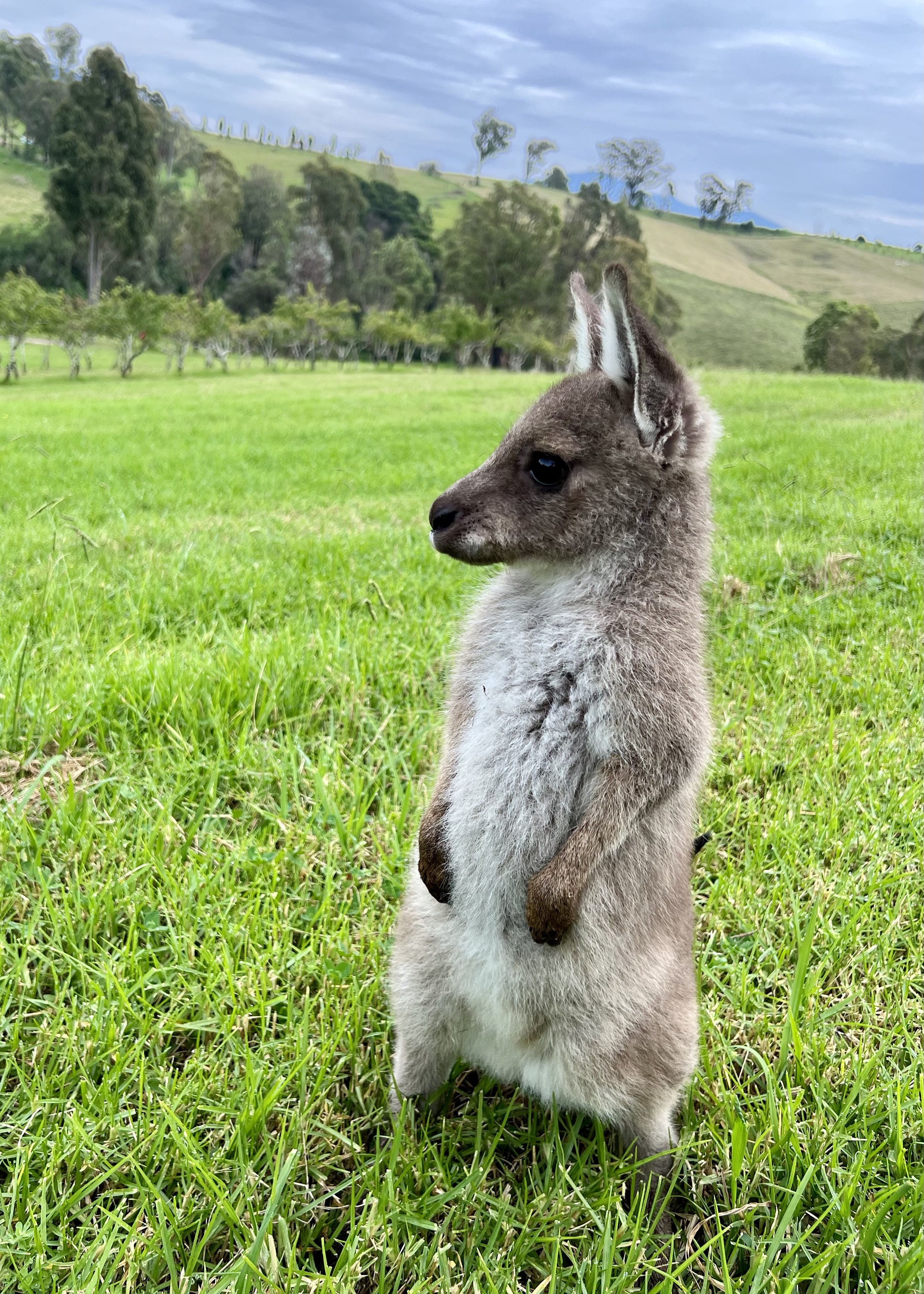 Little Miss Indie Roo at 10 months old assessing Red Rabbit Farm. Photo Credit: Kelly Ryner
