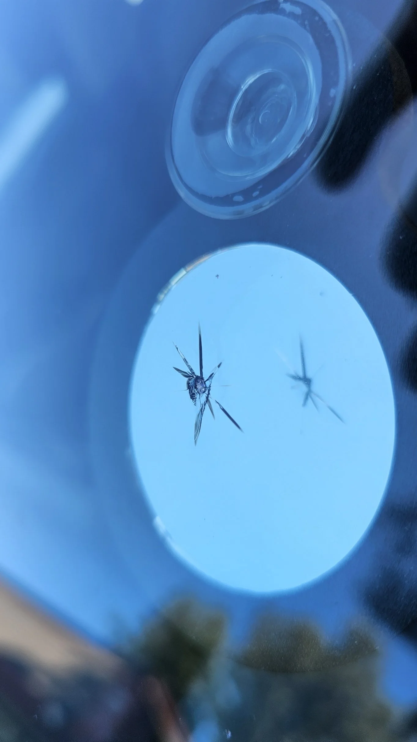 A close-up view of a cracked glass surface with a spider silhouette reflecting on it, against a bright blue sky background.