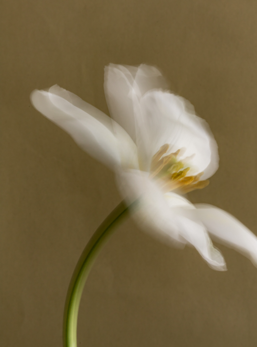 Close-up of a white flower with a blurred background.