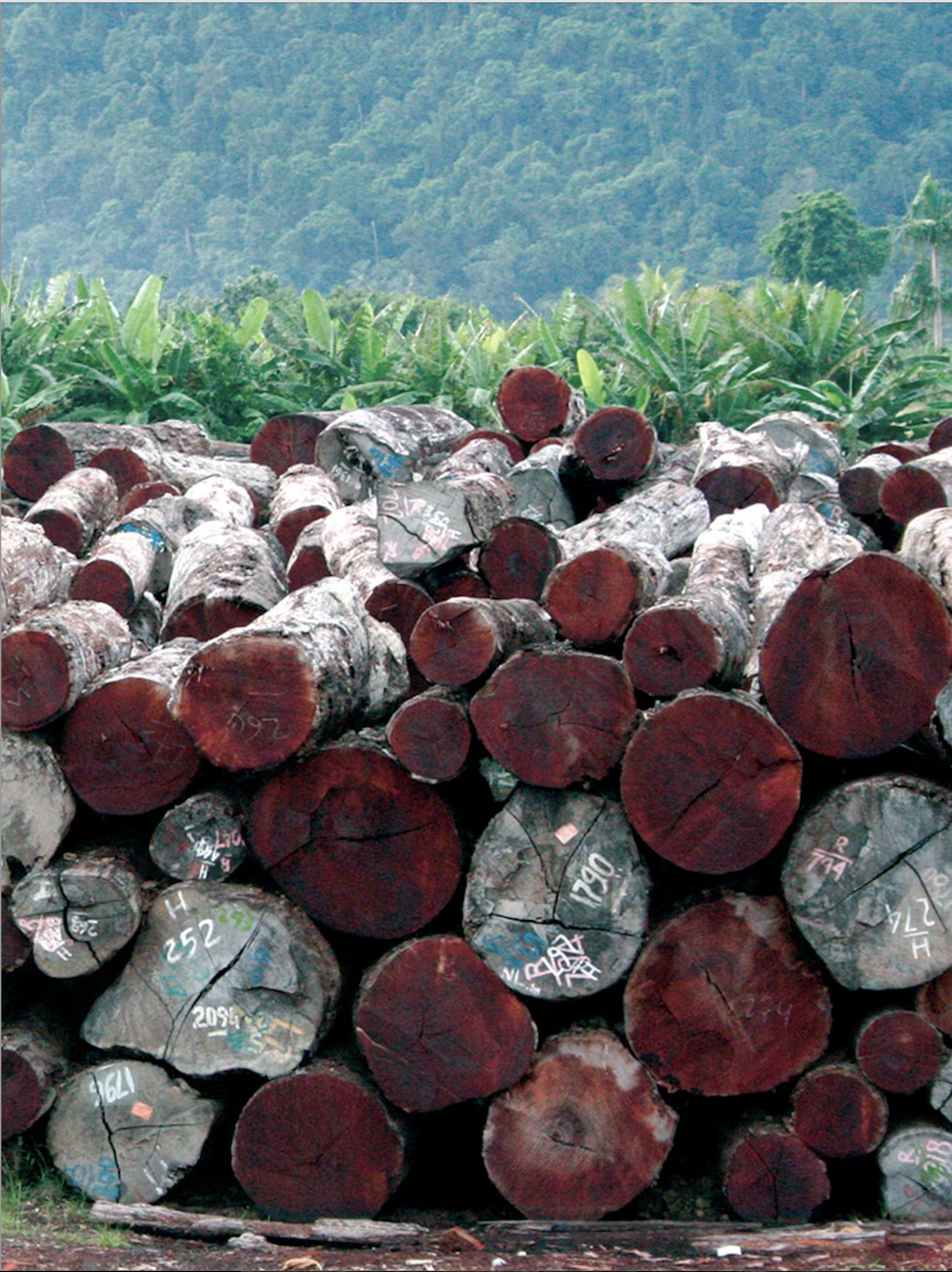 Stacked logs of Merbau, highlighting it's unsustainable deforestation and how FLORDBORD uses offcuts to reduce it's waste.