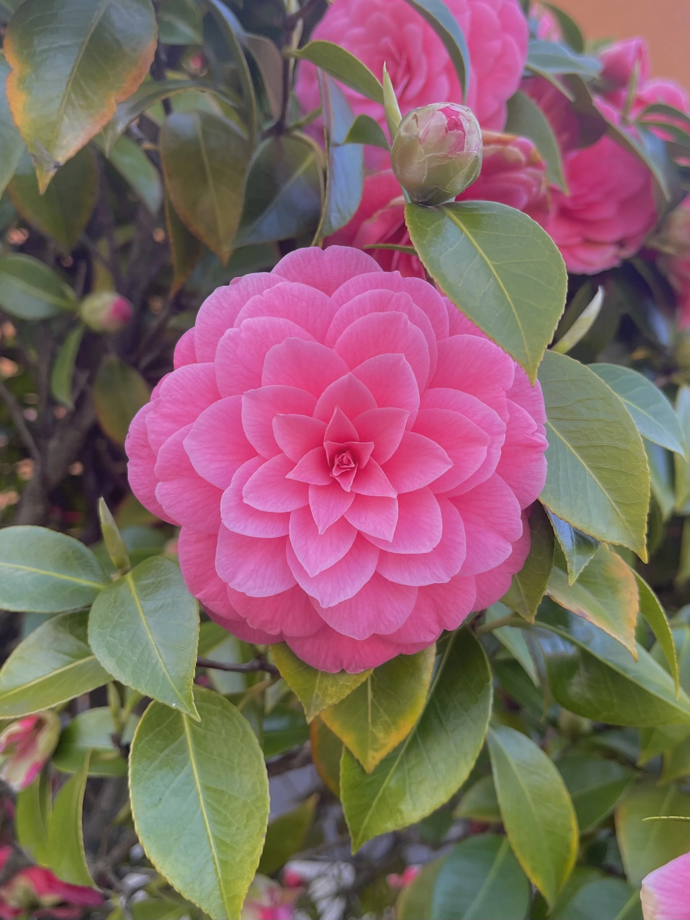 Close-up of a pink camellia flower among green leaves, with a flower bud nearby.