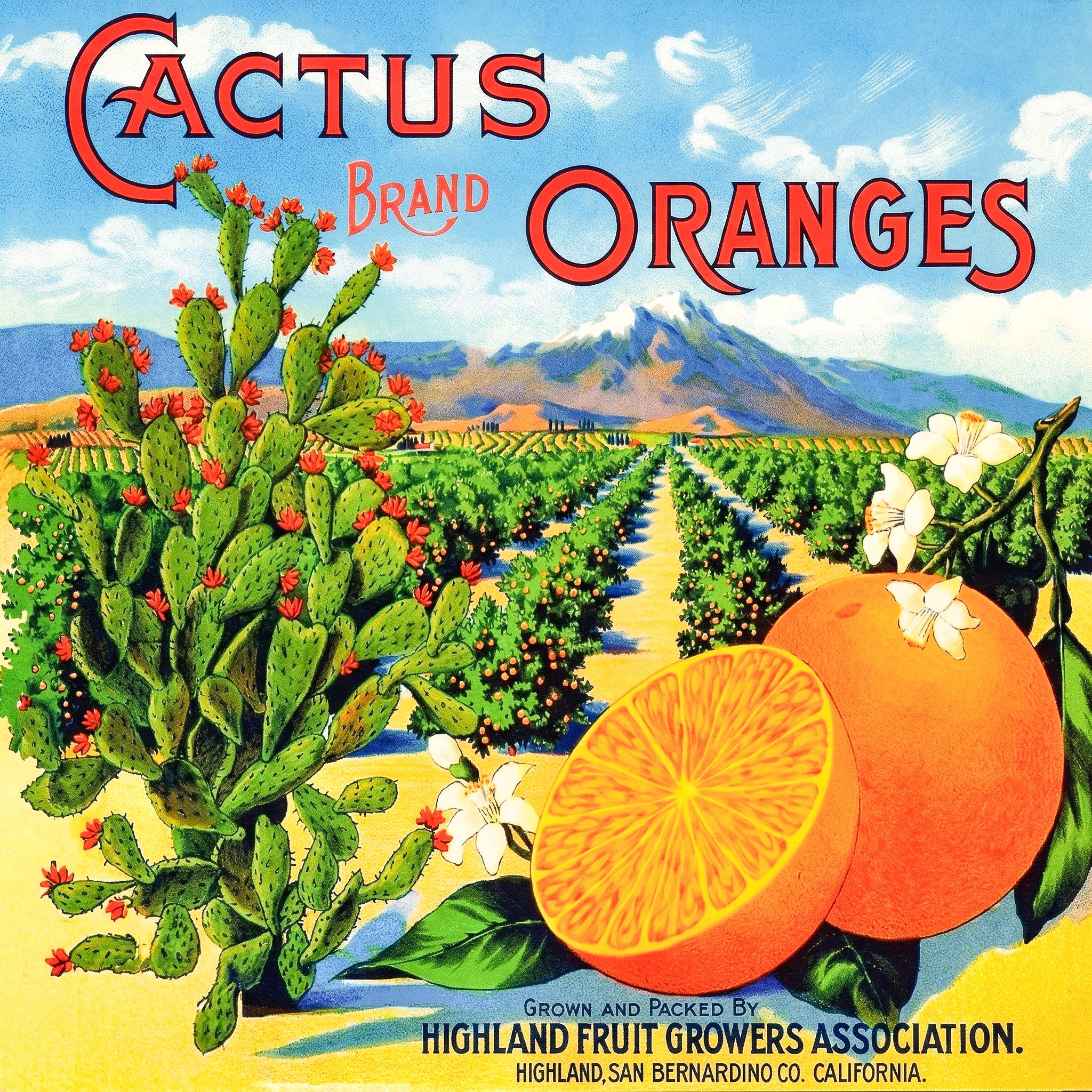 HIGHLAND CACTUS.jpg