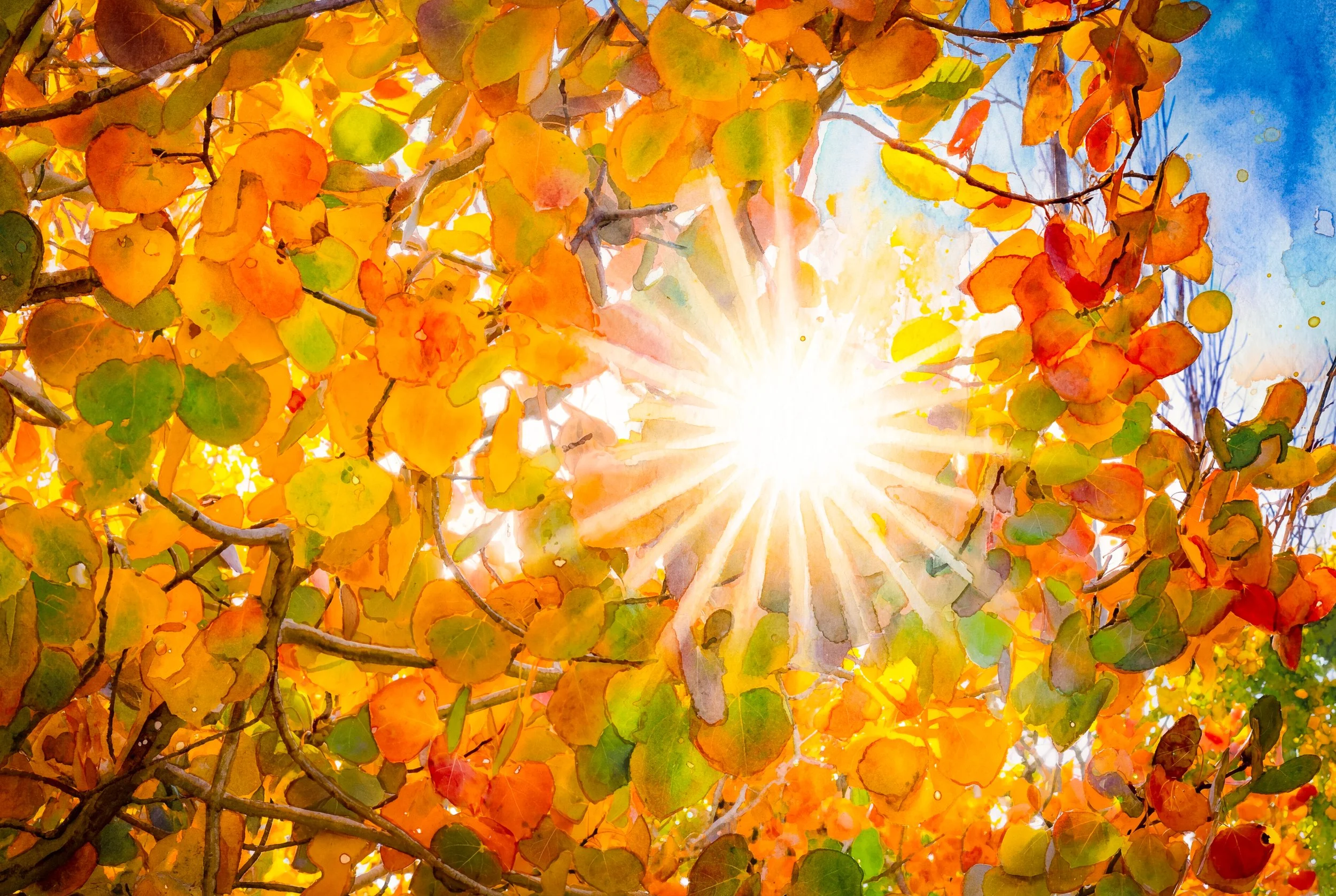 Sunlight Through The Aspen Leaves