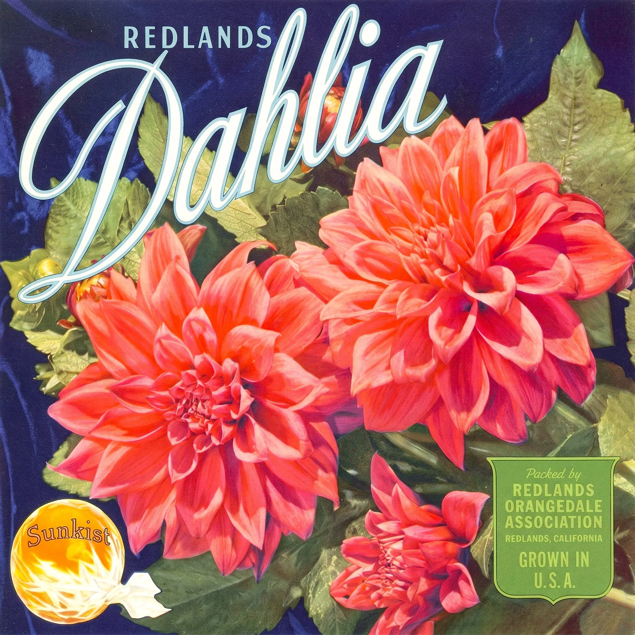 REDLANDS DAHLIA2.jpg