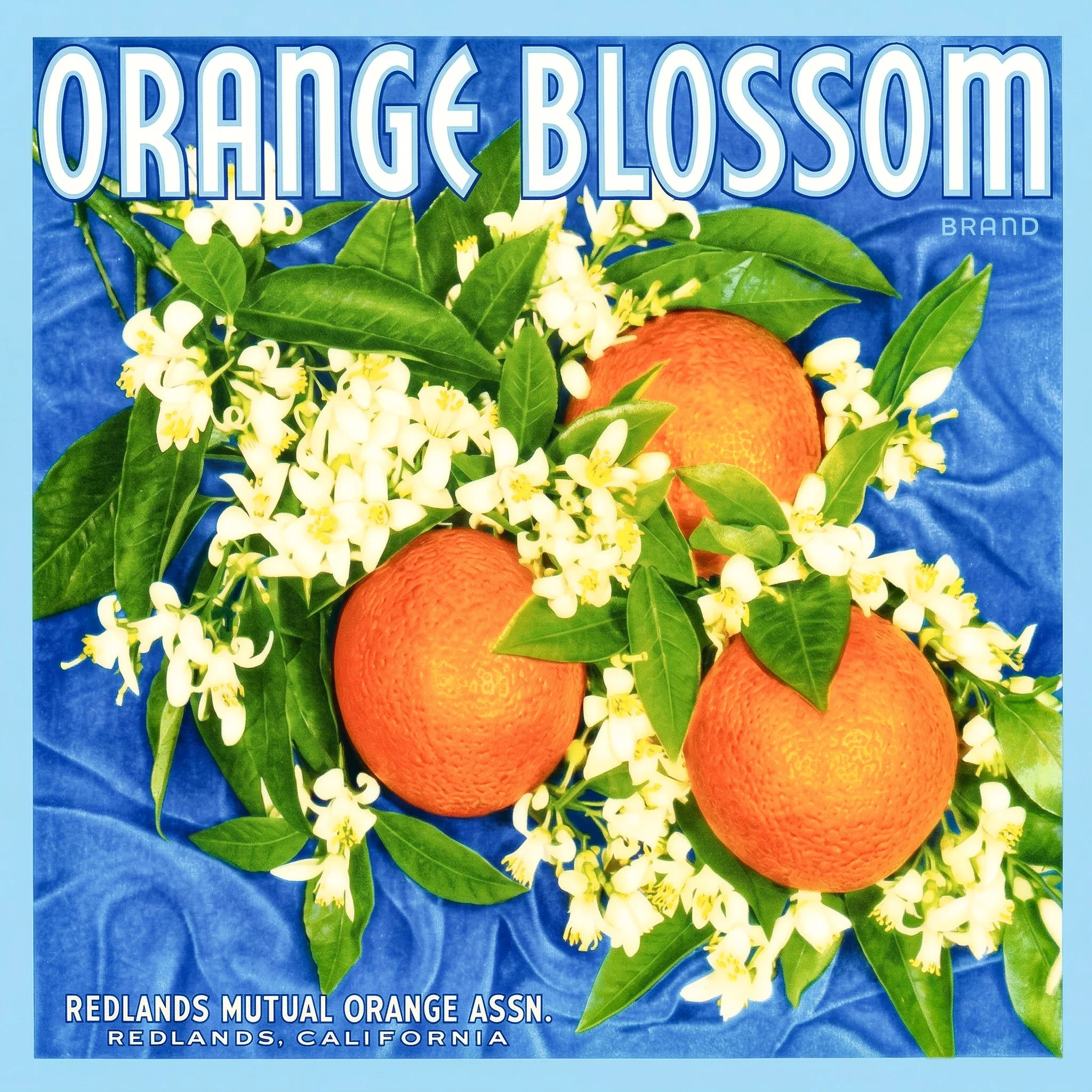 REDLANDS ORANGE BLOSSOM.jpg