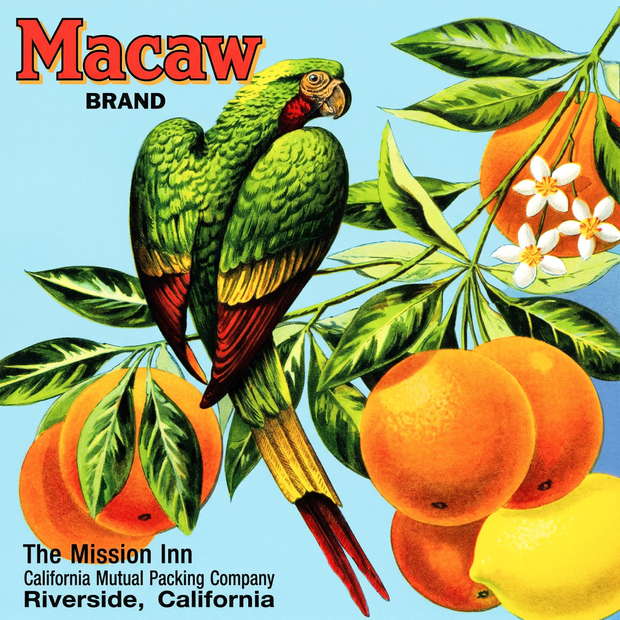 RIVERSIDE MACAW.jpg