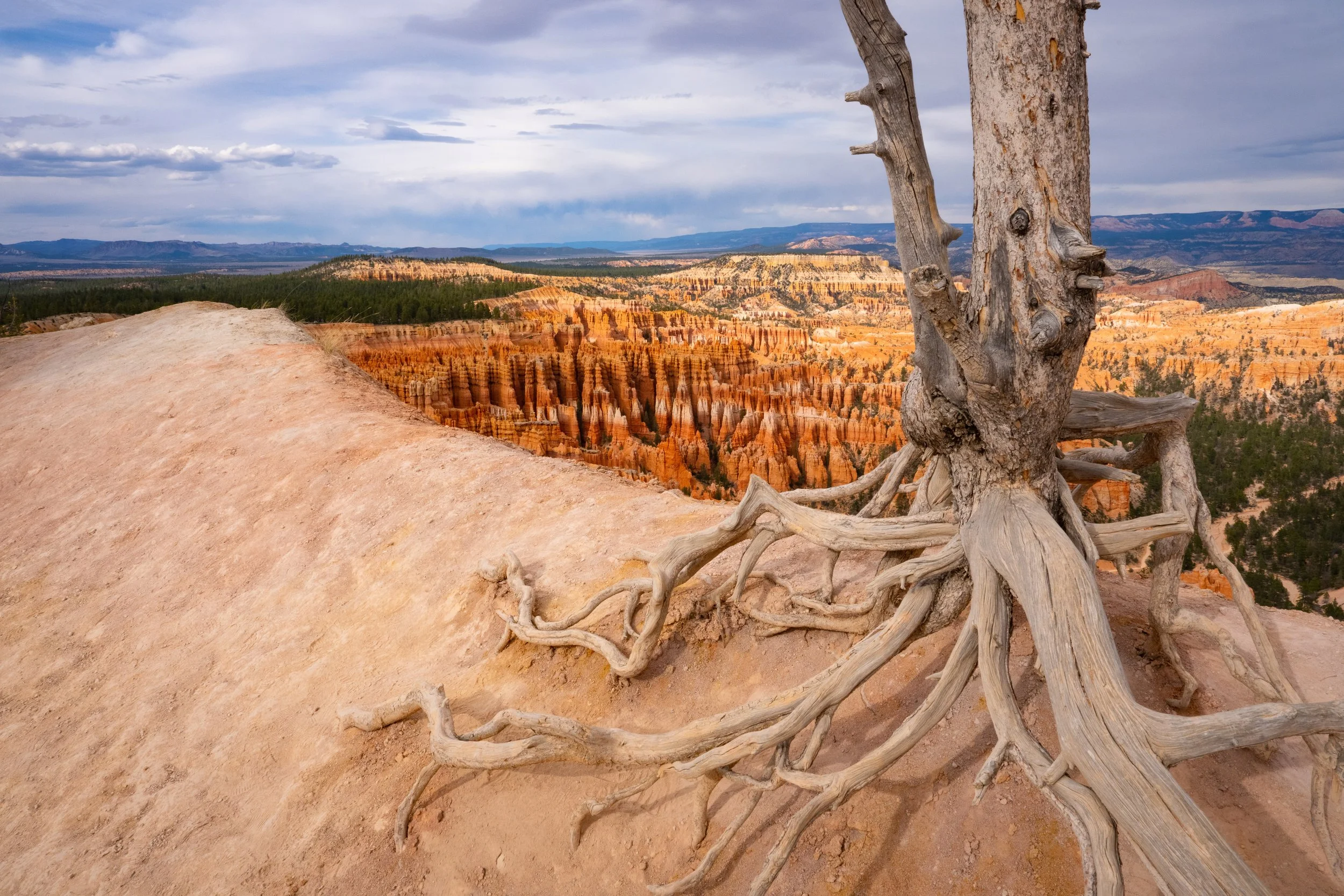 BRYCE5.jpg