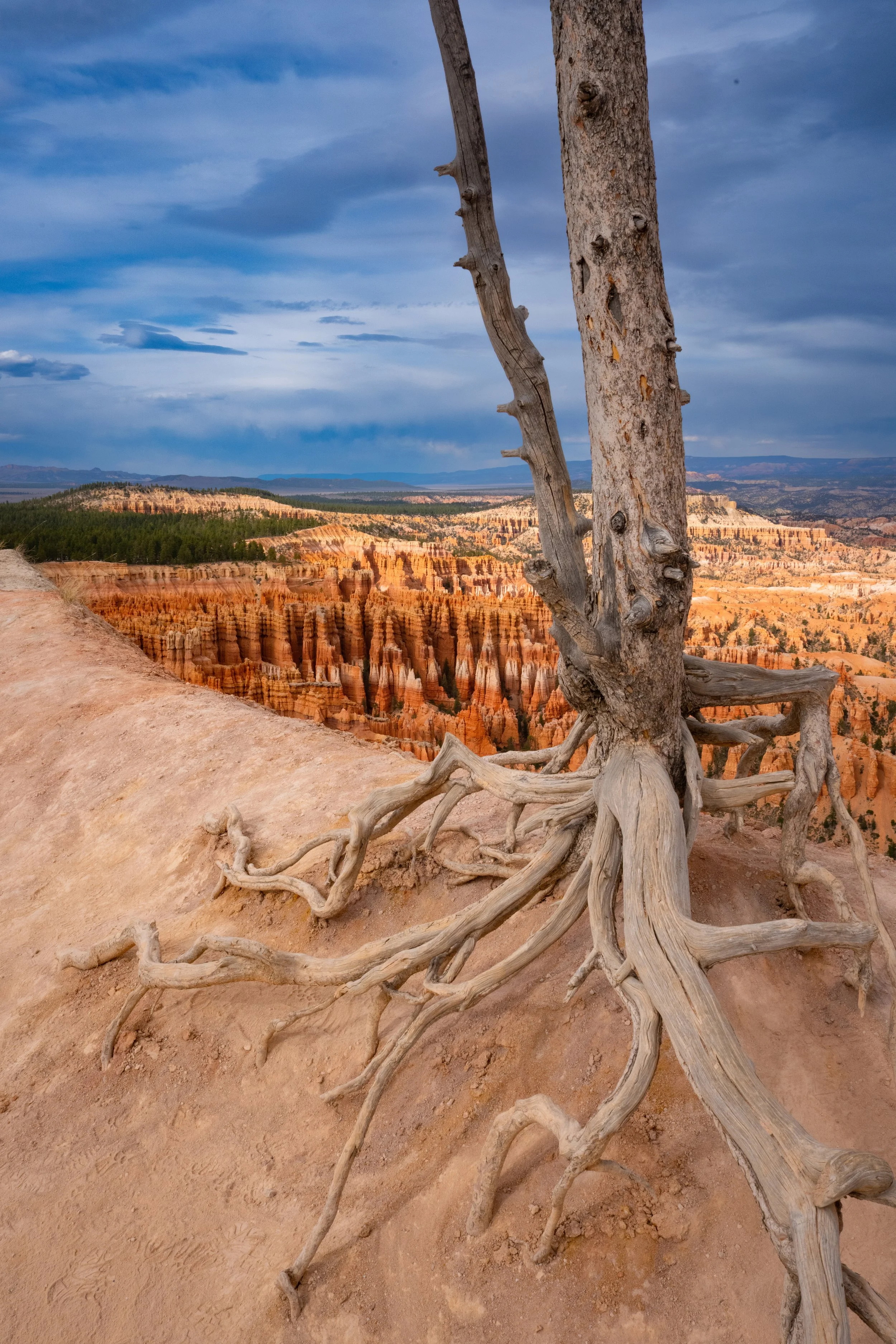 BRYCE11.jpg