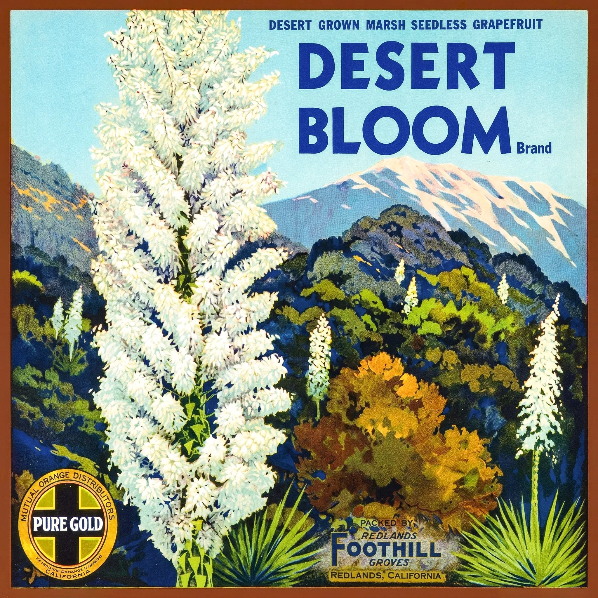REDLANDS DESERT BLOOM.jpg