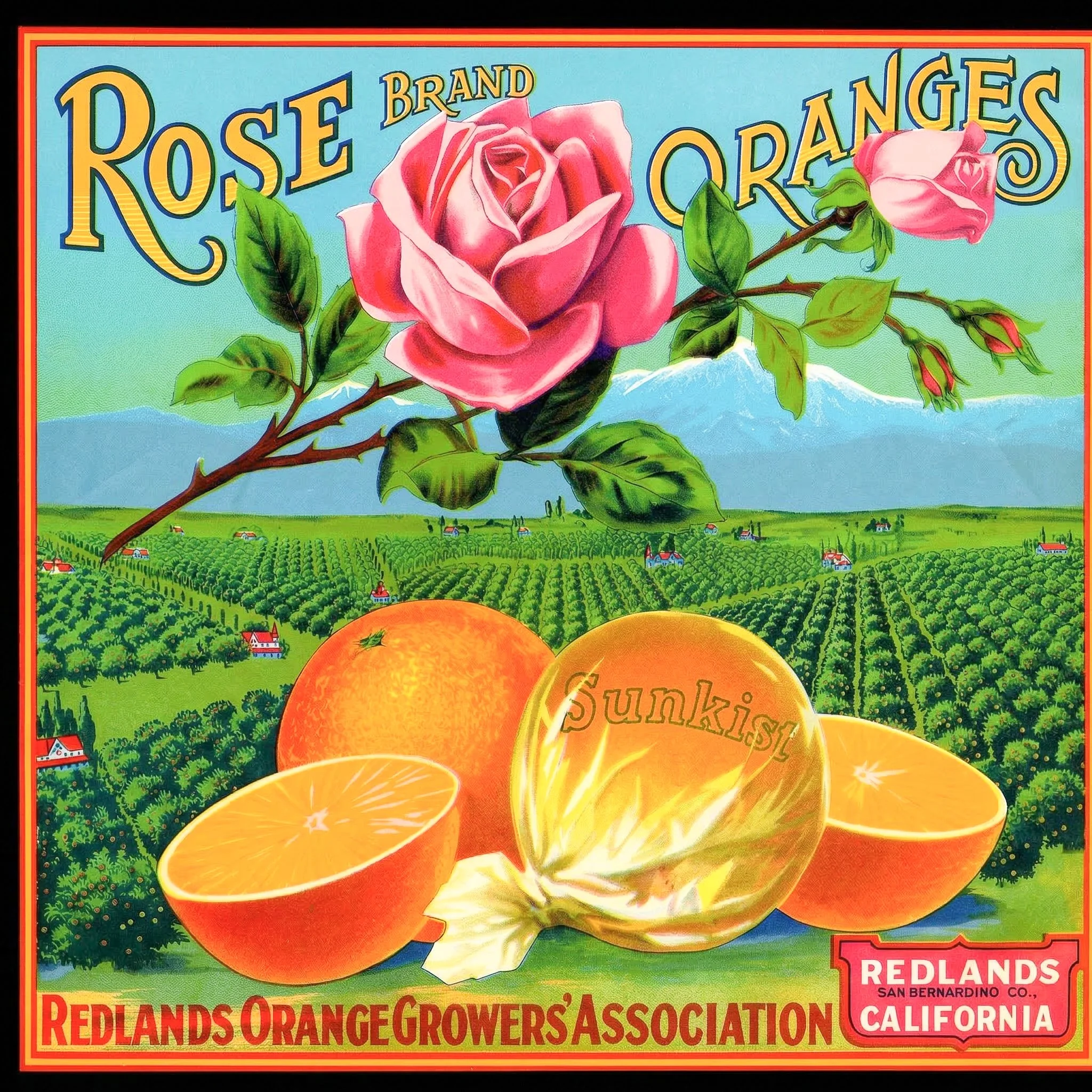 REDLANDS ROSE.jpg