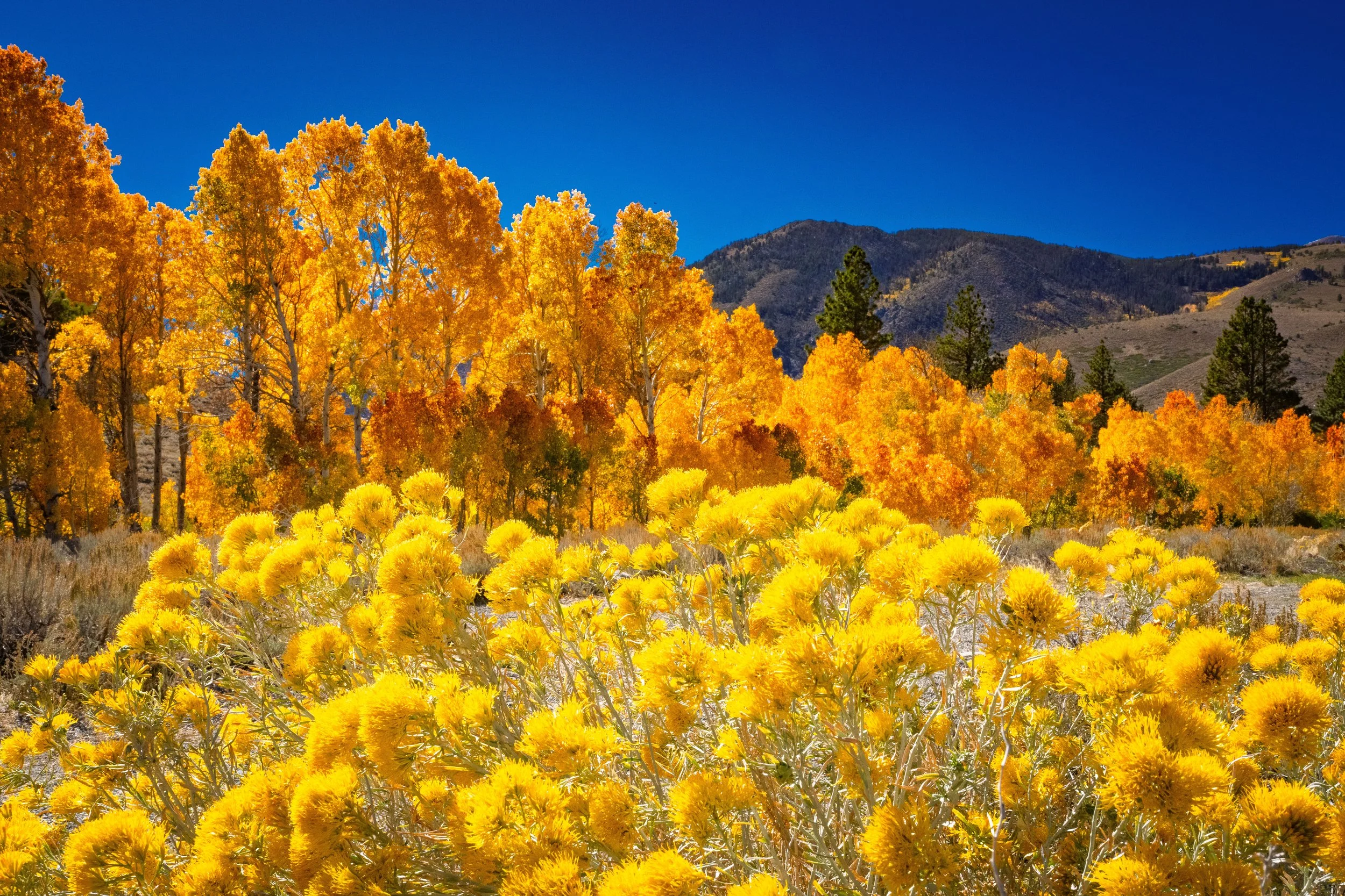 Autumn Sierra Photographs