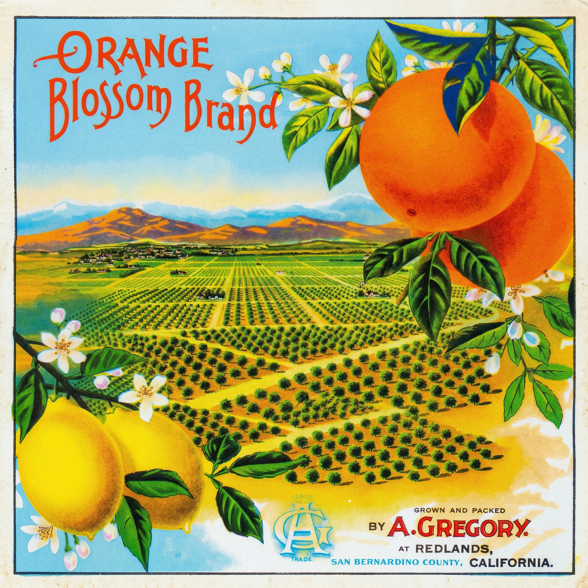 REDLANDS ORANGE BLOSSOM.png