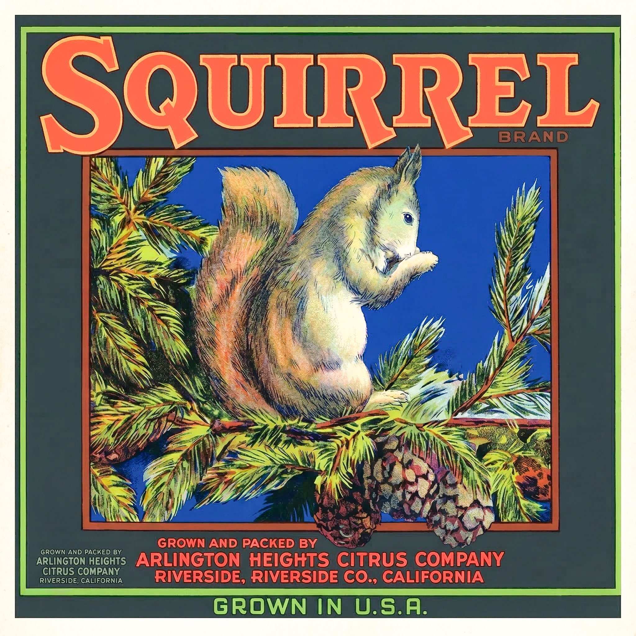 RIVERSIDE SQUIRREL.jpg