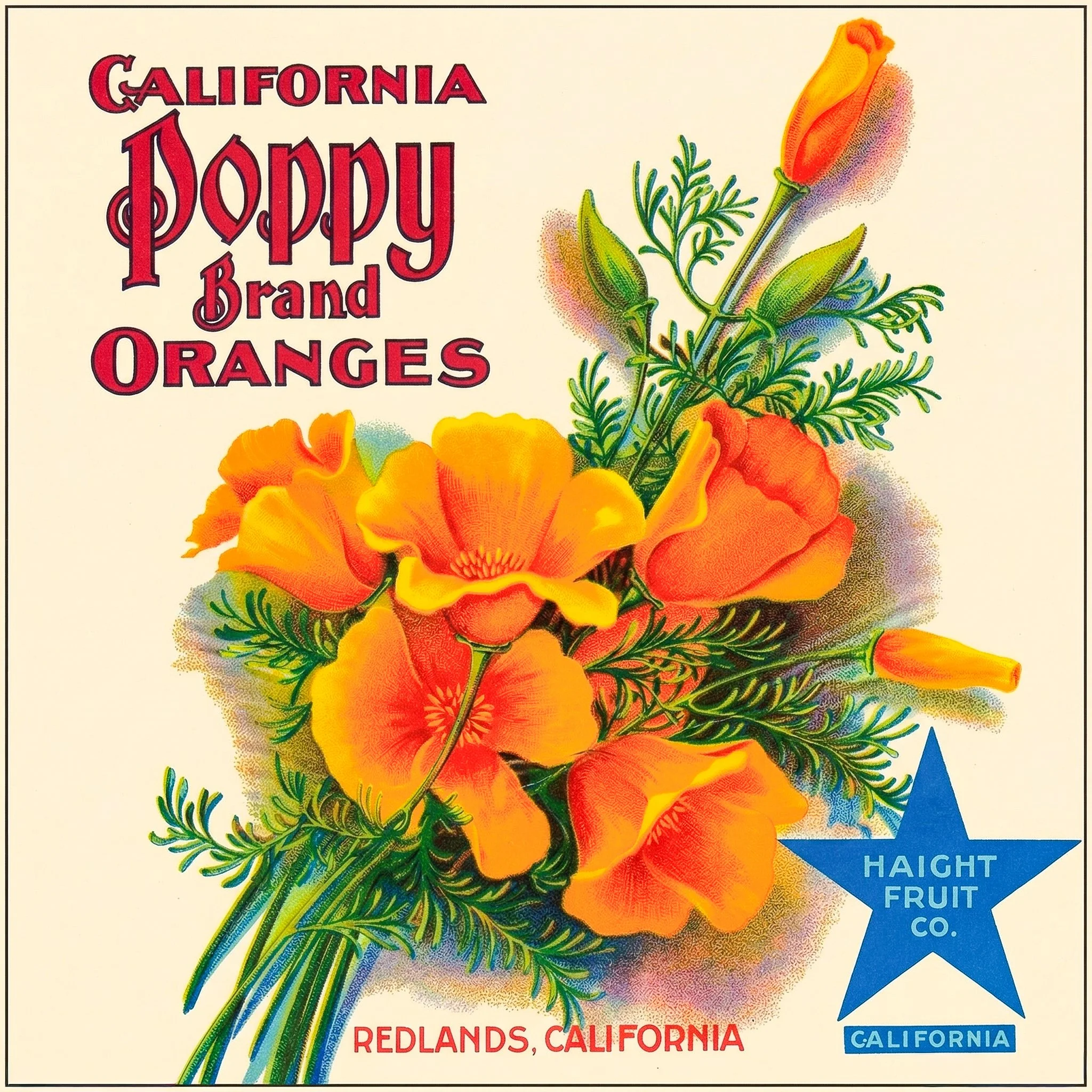 REDLANDS POPPY.jpg