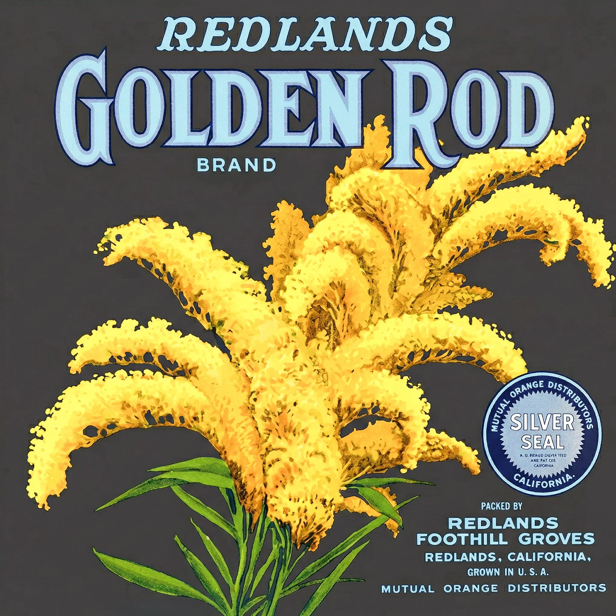 REDLANDS GOLDEN ROD.jpg