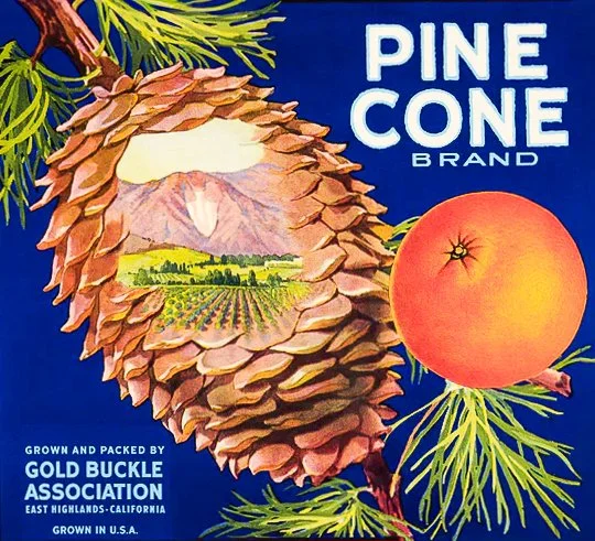 HIGHLAND PINE CONE.jpg