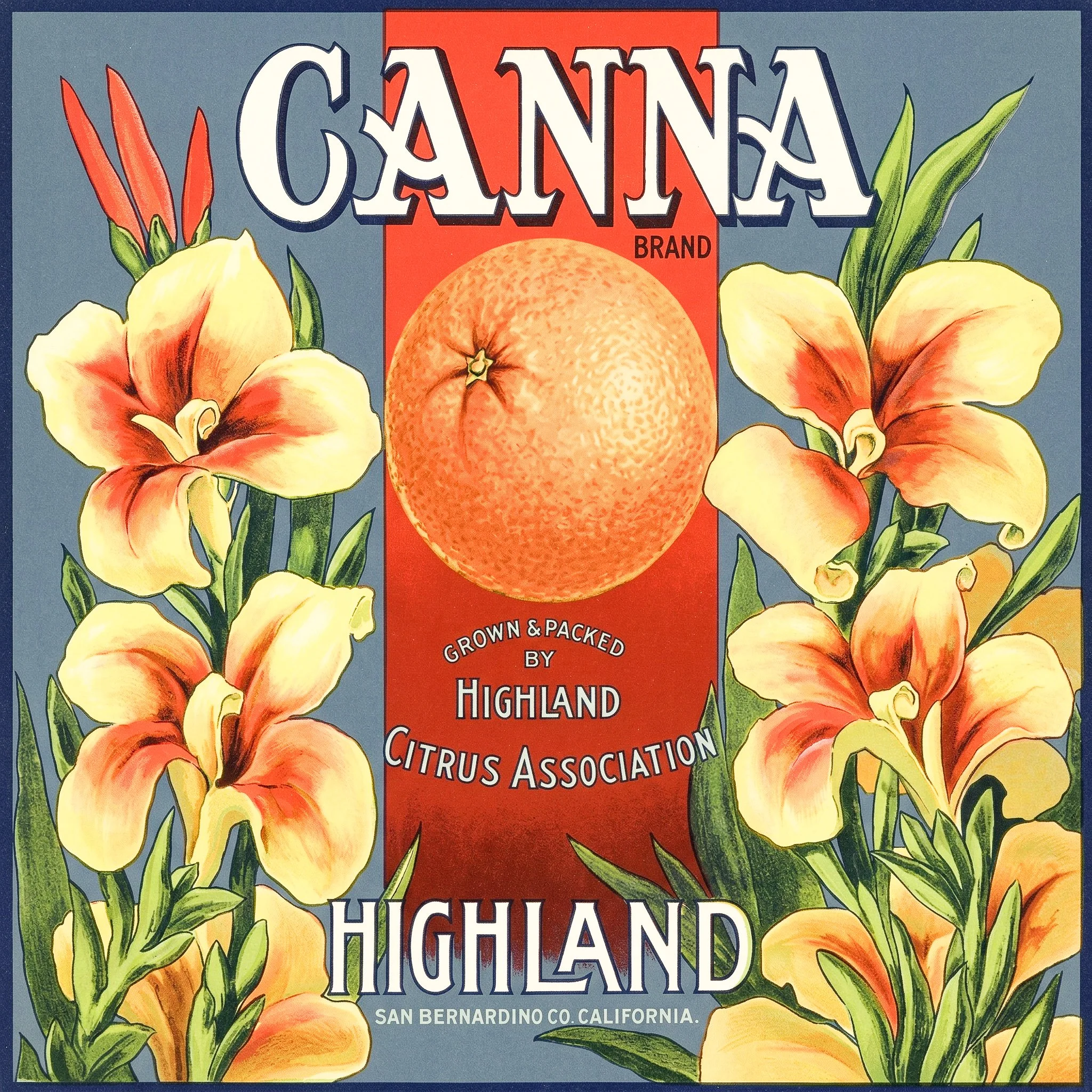 HIGHLAND CANNA.jpg