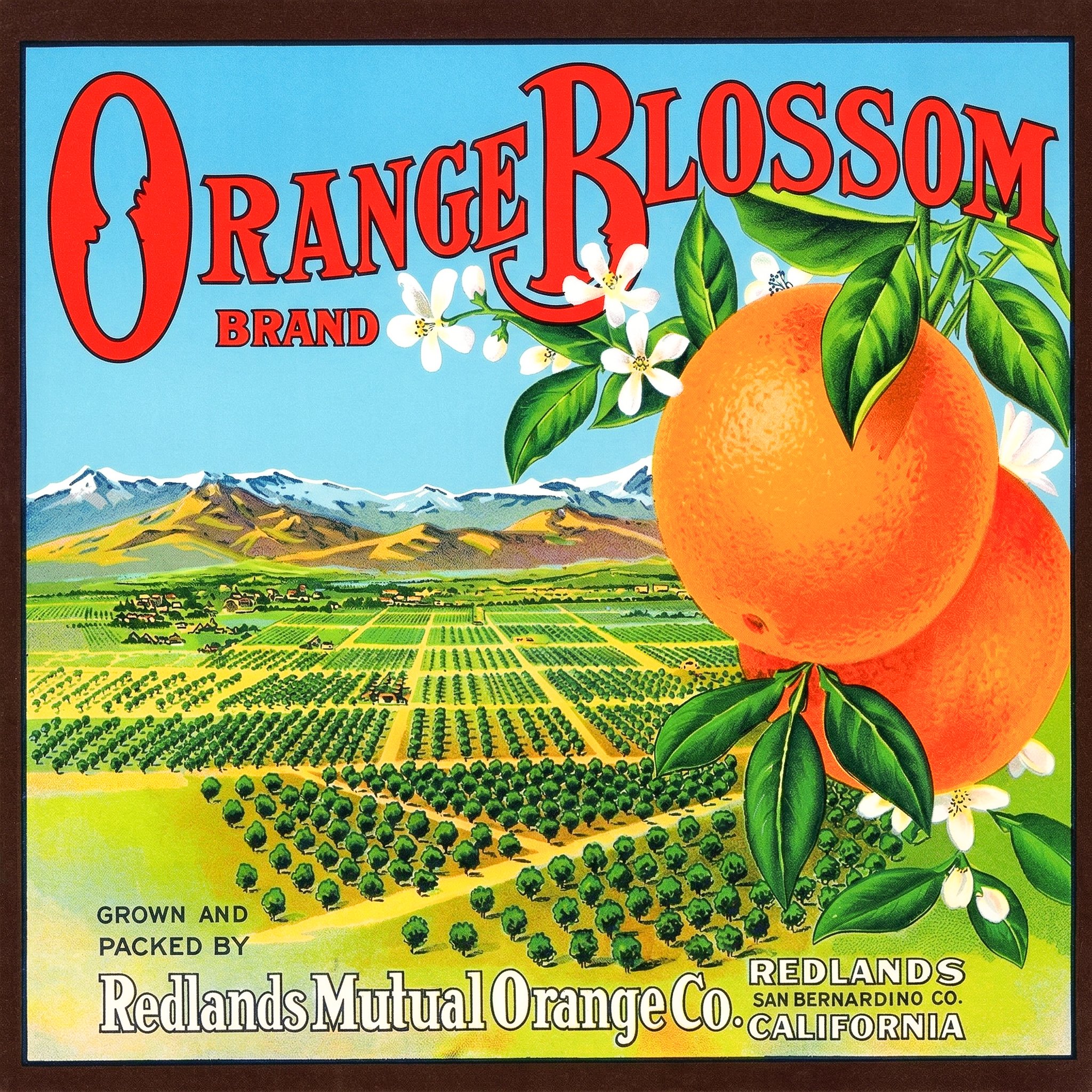 REDLANDS ORANGE BLOSSOM3.jpg