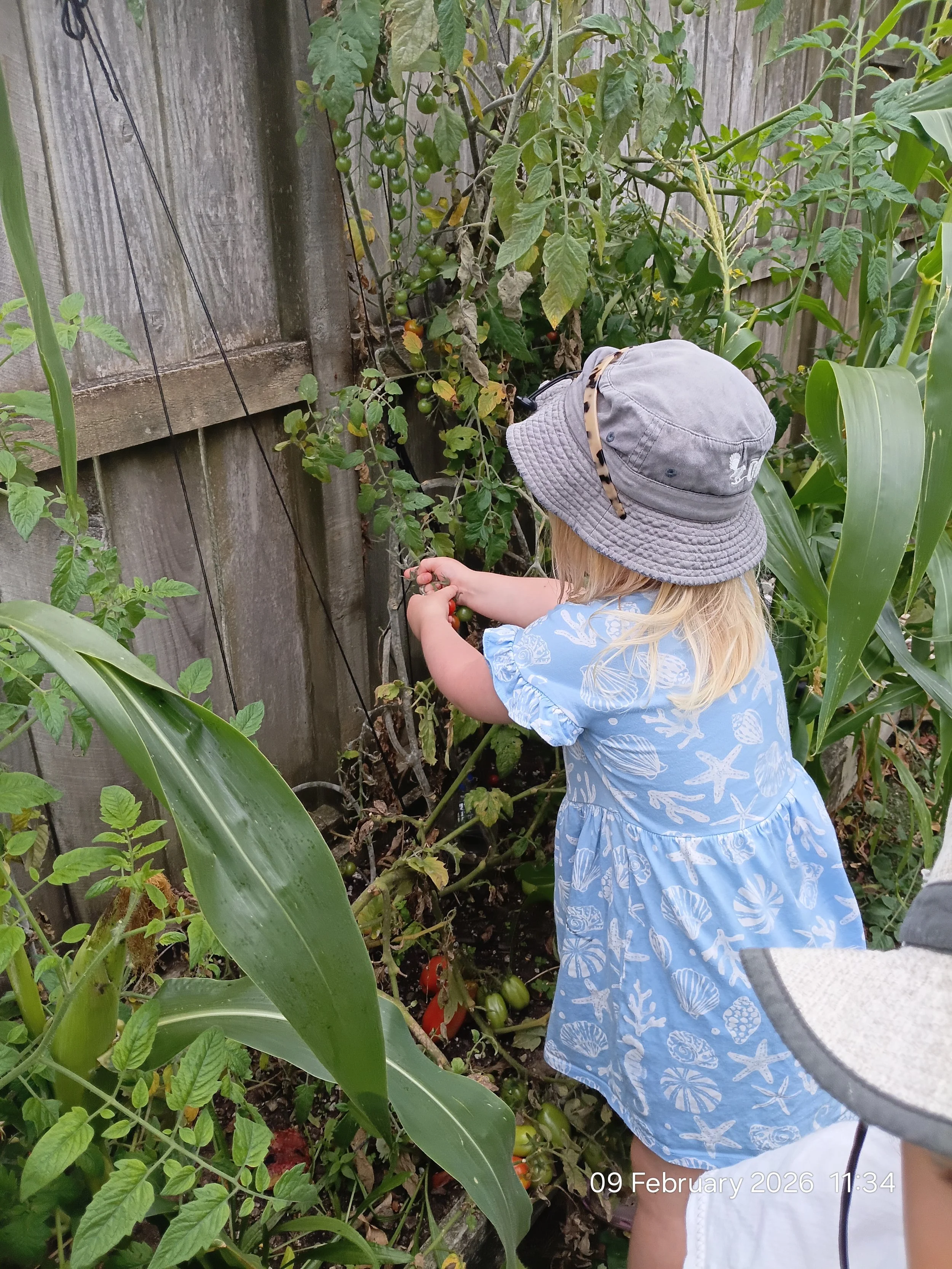 A young girl in a blue dress and gray bucket hat is harvesting tomatoes from a garden next to a wooden fence, with various plants and corn nearby.