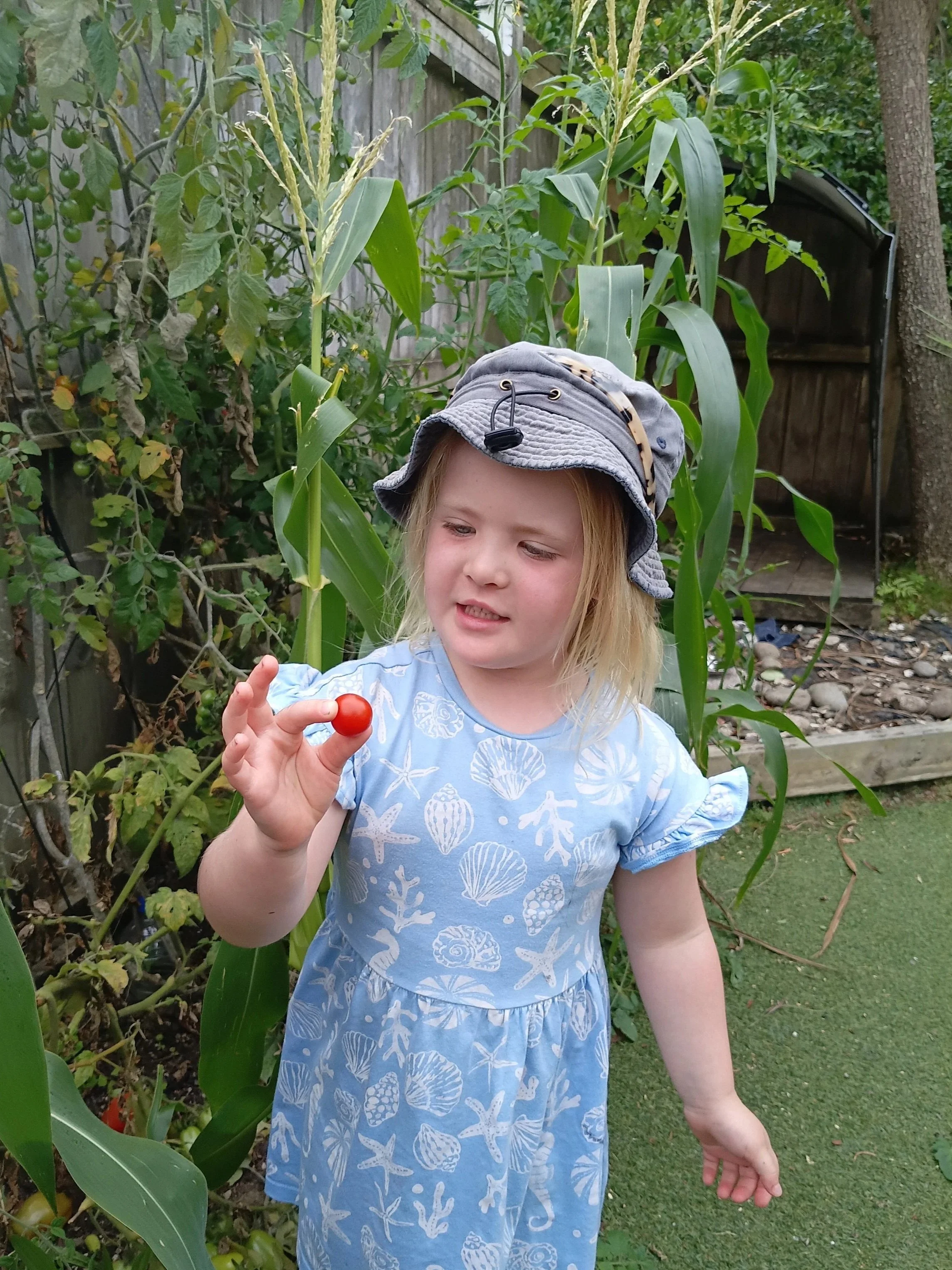 A young girl wearing a sunhat and a blue dress with seashell patterns holds a small red tomato in her hand while standing in a garden with green plants and a wooden fence.