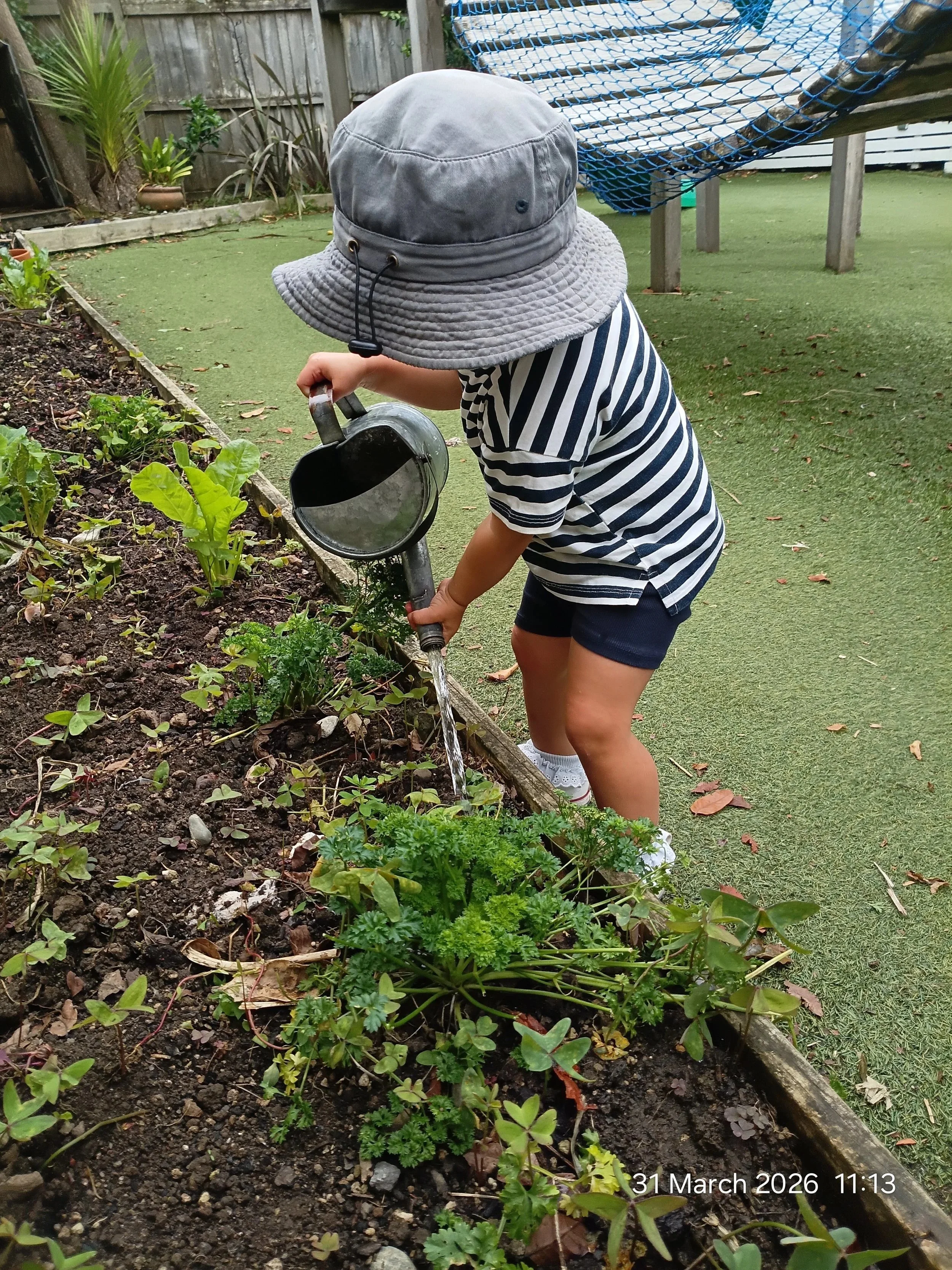A child wearing a wide-brimmed hat, a striped shirt, and shorts watering plants in a garden bed with a watering can.