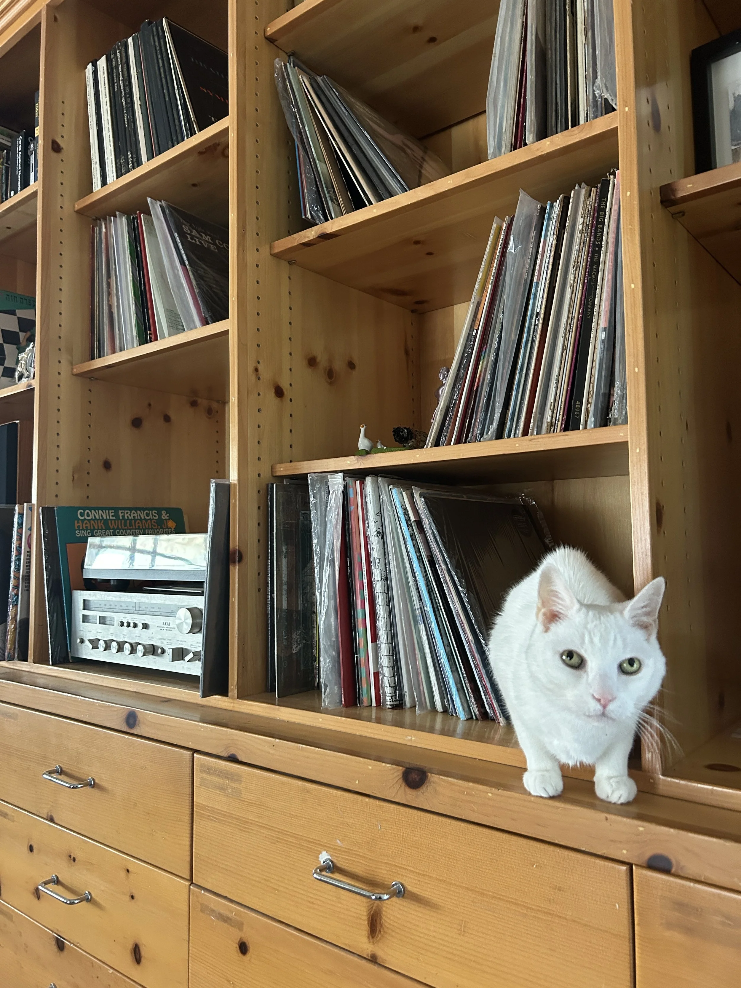 A white cat with green eyes standing on a wooden dresser and looking out from behind a wooden bookshelf filled with vinyl records and a stereo receiver.