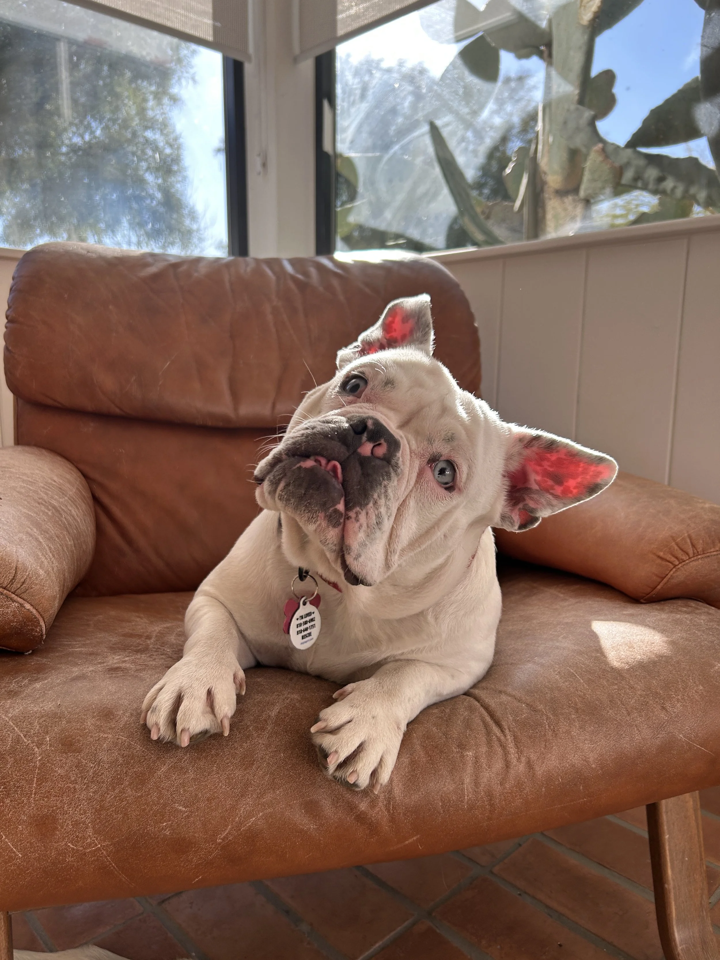 A white bulldog puppy lying on a brown leather couch near a window, with sunlight shining on its face and front paws, and a garden visible outside.