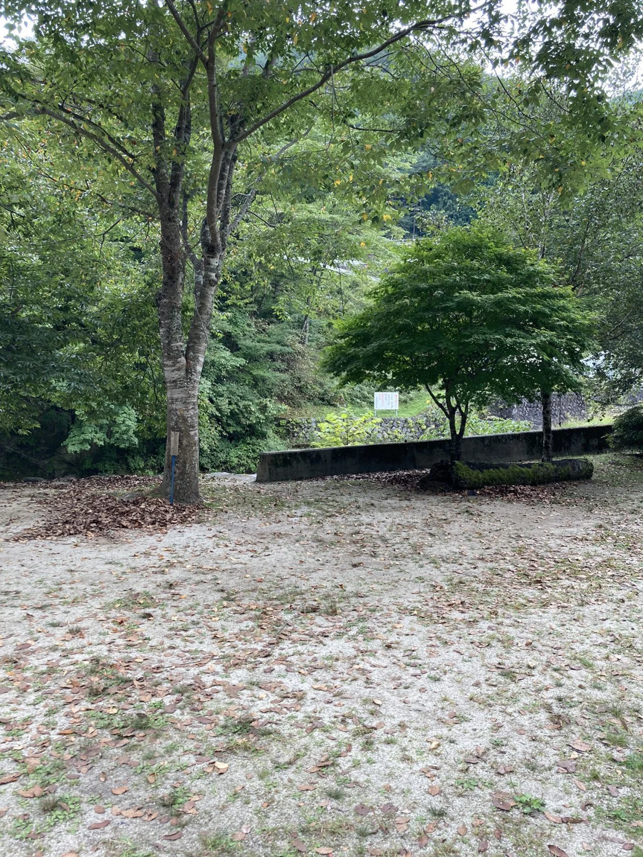 緑の木々と落ち葉が散らばる土の舗装された場所
