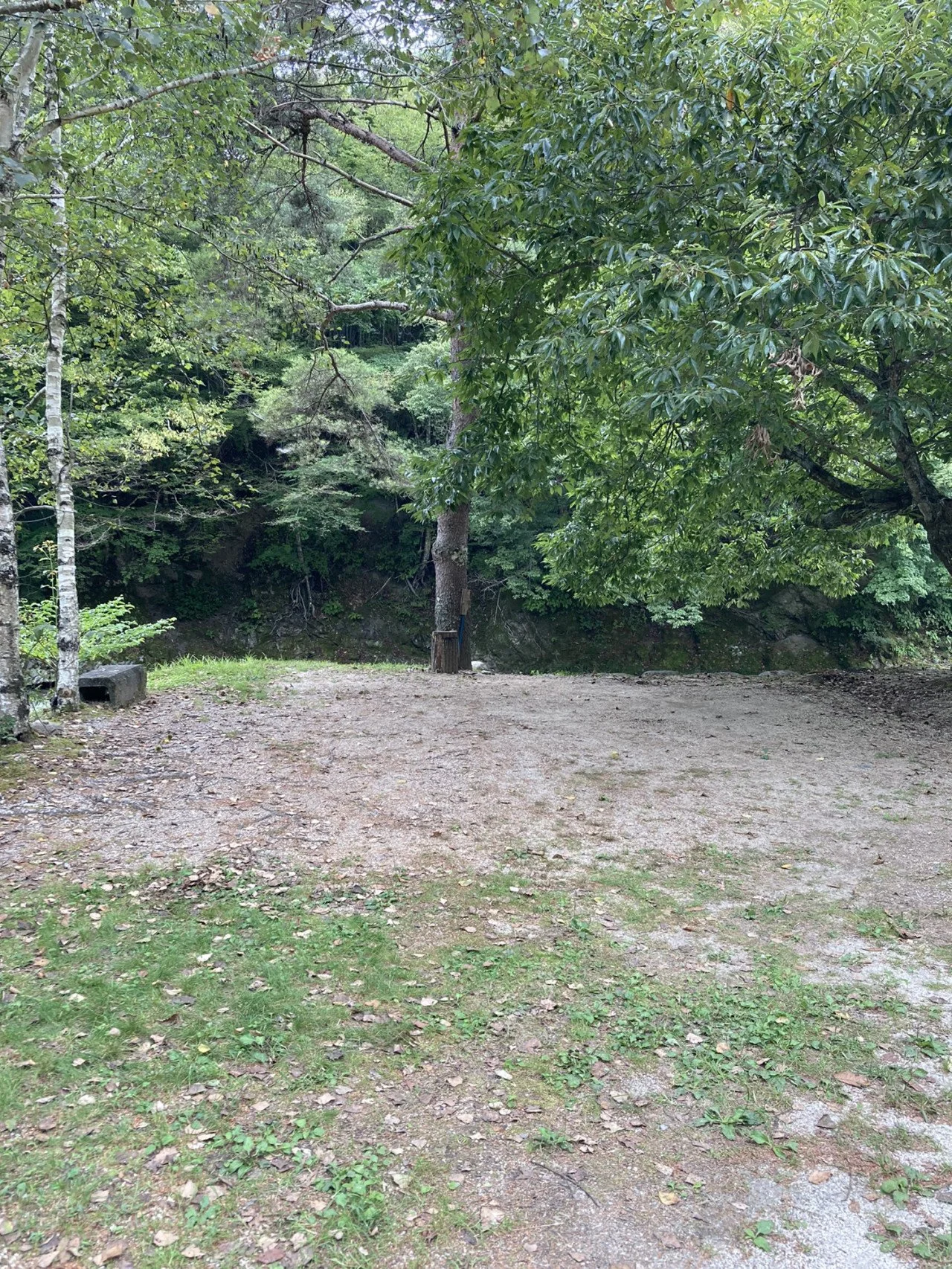 自然の中の空き地、木々と葉っぱ、土と少しの草